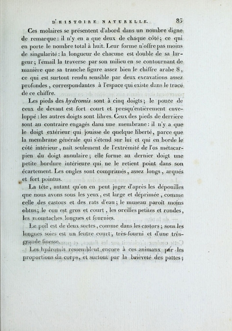 Ces molaires se présentent d’abord dans un nombre digne de remarque : il n’y en a que deux de chaque coté ; ce qui en porte le nombre total à huit. Leur forme n’offre pas moins de singularité : la longueur de chacune est double de sa lar- geur ; l’émail la traverse par son milieu en se contournant de manière que sa tranche figure assez bien le chiffre arabe 8 , ce qui est surtout rendu sensible par deux excavations assez profondes , correspondantes à l’espace qui existe dans le tracé de ce chiffre. Les pieds des hydromis sont à cinq doigts \ le pouce de ceux de devant est fort court et presqu’entièrement enve- loppé : les autres doigts sont libres. Ceux des pieds de derrière sont au contraire engagés dans une membrane : il n’y a que le doigt extérieur qui jouisse de quelque liberté, parce que la membrane générale qui s’étend sur lui et qui en borde le coté intérieur , naît seulement de l’extrémité de l’os métacar- pien du doigt annulaire ; elle forme au dernier doigt une petite bordure intérieure qui ne le retient point dans son écartement. Les ongles sont comprimés , assez longs , arqués et fort pointus. La tête , autant qu’on en peut juger d’après les dépouilles cpie nous avons sous les yeux, est large et déprimée , comme celle des castors et des rats d’eau ; le museau paroit moins obtus -, le cou est gros et court , les oreilles petites et rondes, les moustaches longues et fournies. Le poil est de deux sortes, comme dans les castors j sous les longues soies est un feutre court , très-fourni et d’une très- gyande finesse. . • ■, > Les hydronfis ressemblent encore à ces animaux parles proportions du corps, et surtout par la brièveté des pattes 5