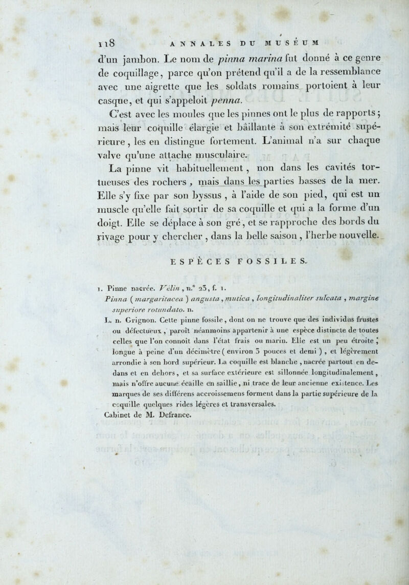 d’un jambon. Le nom de pinna marina fut donné à ce genre de coquillage, parce qu’on prétend qu’il a de la ressemblance avec une aigrette que les soldats romains portoient à leur casque, et qui s’appeloit penna. C’est avec les moules que les pinnes ont le plus de rapports ; mais leur coquille élargie et bâillante à son extrémité supé- rieure , les en distingue fortement. L’animal n’a sur chaque valve qu’une attache musculaire. La pinne vit habituellement , non dans les cavités tor- tueuses des rochers , mais dans les parties liasses de la mer. Elle s’y fixe par son byssus , à l’aide de son pied, qui est un muscle qu elle lait sortir de sa coquille et (pii a la forme d un doigt. Elle se déplace à son gré, et se rapproche des bords du rivage pour y chercher , dans la belle saison , l’herbe nouvelle. ESPÈCES FOSSILES, i. Pinne nacrée. T^élin, n.° 23, f. î. Pinna ( margaritacea ) angusta, mutica , ïongitudinaliter sidcata , margine superiore rotundato. n. L. n. Grignon. Cette pinne fossile, dont on ne trouve que des individus frustes ou défectueux., paroît néanmoins appartenir à une espèce distincte de toutes celles que l’on connoit dans l’état frais ou marin. Elle est un peu étroite longue à peine d'un décimètre ( environ 3 pouces et demi ) , et légèrement arrondie à son bord supérieur. La coquille est blanche , nacrée partout en de- dans et en dehors, et sa surface extérieure est sillonnée longitudinalement, mais n’offre aucune écaille en saillie, ni trace de leur ancienne existence. Les marques de ses différens accroissemens forment dans la partie supérieure de la ccquille quelques rides légères et transversales. Cabinet de M. Defrance. 4