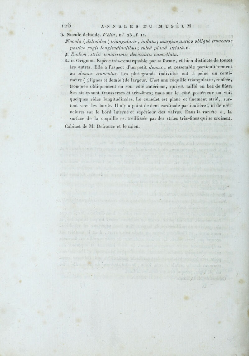 5. Nucule deltoïde. Vélin , n.° a3 , f. 11. , Nnci/la ( deltoidea ) triangidaris , inflata ; margine antico obliqué truncatoi postico rugis longitudinalibus ; vulvn plana striata, n. fi. Eadem , striis tenuissimis decussatis cancellata. L. u. Grignon. Espèce très-remarquable par sa forme , et bien distincte de toutes les autres. Elle a l’aspect d’un petit donax , et ressemble particulièrement au donax trunculus. Les plus “grands individus ont à peine un centi- mètre ( 4 lignes cl demie )de largeur. C’est une coquille triangulaire , renflée » tronquée obliquement en son côté antérieur, qui est taillé en bec de flûte. Ses stries sont transverses et très-fines; mais sur le côté postérieur on voit quelques rides longitudinales. Le corselet est plane et finement strié, sur- tout vers les bords. Il n’y a point de dent cardinale particulière , ni dé cré- nelures sur le bord interne et supérieur des valves. Dans la variété fi , la surface de la coquille est treillissée par des stries très-fines qui se croisent»