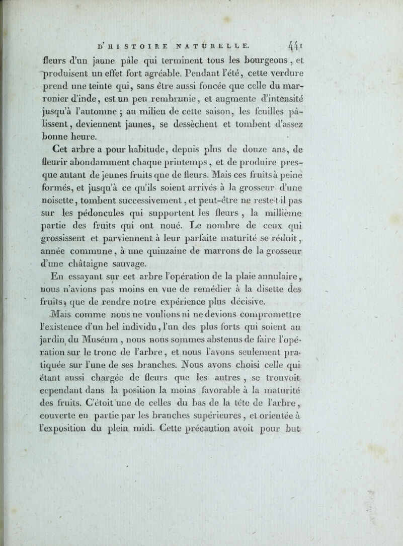 fleurs d’un jaune pâle qui terminent tous les bourgeons , et produisent un effet fort agréable. Pendant l’été, cette verdure prend une teinte qui, sans être aussi foncée que celle du mar- ronier d’inde, est un peu rembrunie, et augmente d’intensité jusqu’à l’automne ; au milieu de cette saison, les feuilles pâ- lissent, deviennent jaunes, se dessèchent et tombent d’assez bonne heure. Cet arbre a pour habitude, depuis plus de douze ans, de fleurir abondamment chaque printemps, et de produire pres- que autant de jeunes fruits que de fleurs. Mais ces fruits à peine formés, et jusqu’à ce qu’ils soient arrivés à la grosseur d’une noisette, tombent successivement, et peut-être ne reste:t il pas sur les pédoncules qui supportent les fleurs , la millième partie des fruits qui ont noué. Le nombre de ceux qui grossissent et parviennent à leur parfaite maturité se réduit, année commune , à une quinzaine de marrons de la grosseur d’une châtaigne sauvage. En essayant sur cet arbre l’opération de la plaie annulaire, nous n’avions pas moins en vue de remédier à la disette des fruits $ que de rendre notre expérience plus décisive. .Mais comme nous ne voulions ni ne devions compromettre l’existence d’un bel individu, l’un des plus forts qui soient au jardin du Muséum , nous nous sommes abstenus de faire l’opé- ration sur le tronc de l’arbre, et nous l’avons seulement pra- tiquée sur l’une de ses branches. Nous avons choisi celle qui étant aussi chargée de fleurs que les autres , se trouvoit cependant dans la position la moins favorable à la maturité des fruits. C’étoit une de celles du bas de la tête de l’arbre, couverte en partie par les branches supérieures , et orientée à l’exposition du plein midi. Cette précaution avoit pour but