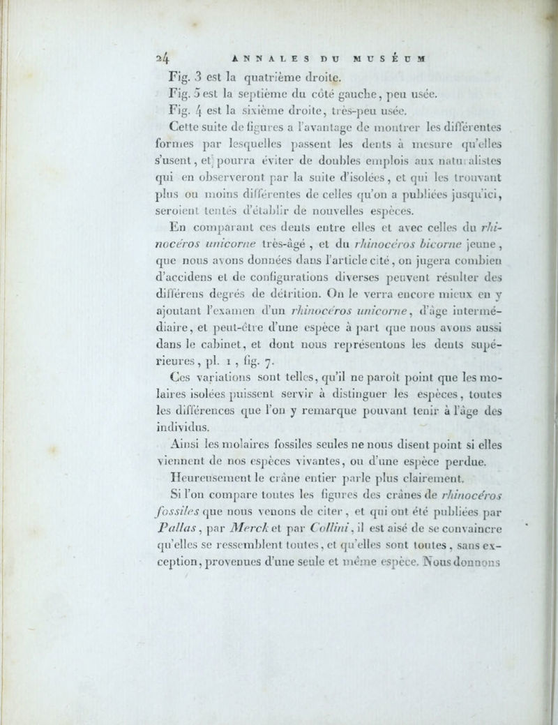 Fig. 3 est la quatrième droite. Fig. 5est la septième du coté gauche, peu usée. Fig. 4 est la sixième droite, très-peu usée. Cette suite de figures a l’avantage de montrer les différentes formes par lesquelles passent les dents à mesure qu’elles s’usent, et pourra éviter de doubles emplois aux natu alisles qui en observeront par la suite d’isolées, et qui les trouvant plus ou moins différentes de celles qu’on a publiées jusqu’ici, seroient ton tés d’établir de nouvelles espèces. En comparant ces dents entre elles et avec celles du rhi- nocéros umcorne très-àgé , et du rhinocéros bicorne jeune, que nous avons données dans l’article cité, on jugera combien d’accidens et de configurations diverses peuvent résulter des différens degrés de détrition. On le verra encore mieux eu y ajoutant l’examen d’un rhinocéros unicome, d’àge intermé- diaire, et peut-être d’une espèce à part que nous avons aussi dans le cabinet, et dont nous représentons les dents supé- rieures , pl. i , fig. 7. Ces variations sont telles, qu’il ne paroit point que les mo- laires isolées puissent servir à distinguer les espèces, toutes les différences que l’on y remarque pouvant tenir à luge des individus. Ainsi les molaires fossiles seules ne nous disent point si elles viennent de nos espèces vivantes, ou d’une espèce perdue. Heureusement le crâne entier parle plus clairement. Si l’on compare toutes les figures des crânes de rhinocéros fossiles que nous venons de citer , et qui out été publiées par Pallas, par Merck et par Collini, il est aisé de se convaincre qu’elles se ressemblent toutes, et qu elles sont toutes , sans ex- ception, provenues d’une seule et même espèce. Nous donnons