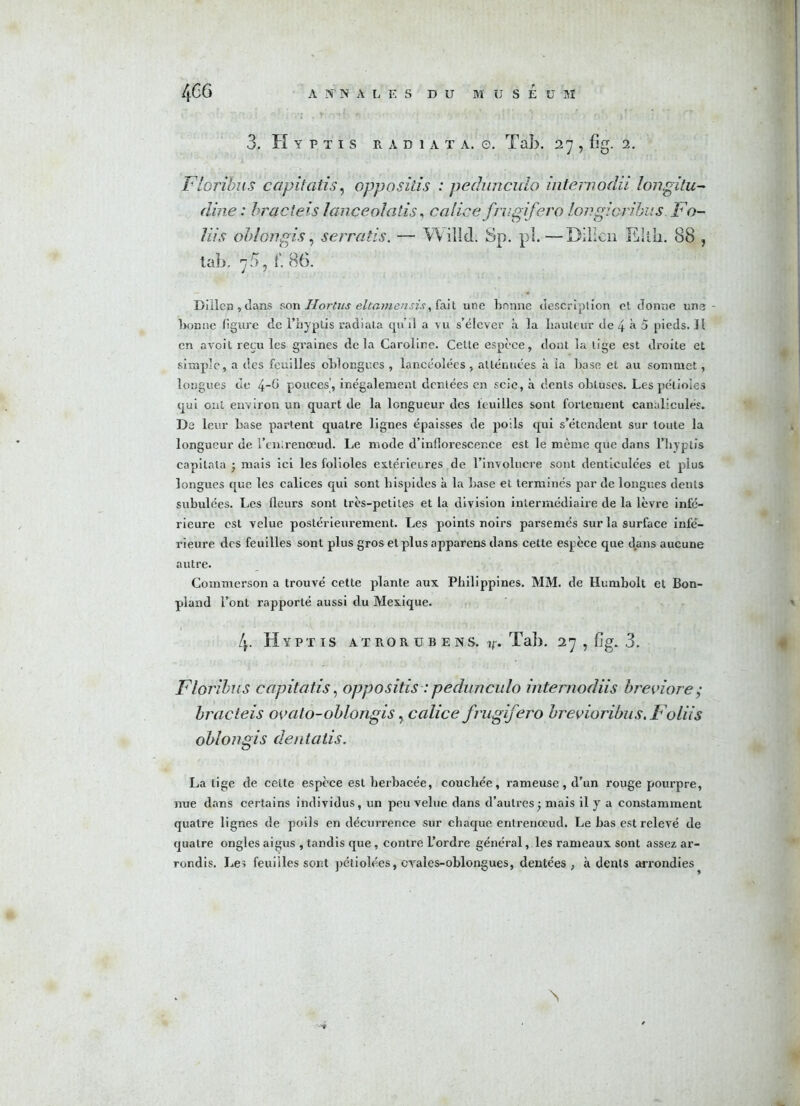 3. H Y P T I S R A D 1 A T A. O. Tab. , fïg. 2. Fiorihus capitatis, oppositis : pedunculo intemodii longitu- dîne : bracteis lanceolatis, calice f ru gifero lov.gicribus Fo- liis oblongis, serratis. — Wilkl. Sp. pî.—Diiïen Elili. 88 , tab. 75, f. 86. Dillen, dans son Hortus eltamensis, fait une bonne description et donne une - bonne figure de l’hyptis radiala qu’il a vu s’élever à la hauteur de 4 à 5 pieds. Il en avoit reçu les graines delà Caroline. Celle espèce, dont la tige est droite et simple, a des feuilles oblongues , lancéolées, atténuées à la base et au sommet, longues de 4-0 pouces', inégalement dentées en scie , à dents obtuses. Les pétioles qui ont environ un quart de la longueur des feuilles sont fortement canaliculés. De leur base partent quatre lignes épaisses de poils qui s’étendent sur toute la longueur de l’enirenœud. Le mode d’inflorescence est le meme que dans l’hyptis capitata ; mais ici les folioles extérieures de l’involucre sont denticulées et plus longues que les calices qui sont hispides à la base et terminés par de longues dents subulées. Les fleurs sont très-petites et la division intermédiaire de la lèvre infé- rieure est velue postérieurement. Les points noirs parsemés sur la surface infé- rieure des feuilles sont plus gros et plus apparens dans cette espèce que t\ans aucune autre. Commerson a trouvé cette plante aux Philippines. MM. de Humbolt et Bon- pland l’ont rapporté aussi du Mexique. 4- H Y PT IS AT ROR U B E NS. ip. Tab. 27 , fig. 3. Floribus capitatis, oppositis : pedunculo intemodiis breviore; bracteis ovato-oblongis, calice frugifero brevioribus. Foliis oblongis dentatis. La lige de cette espèce est herbacée, couchée, rameuse, d’un rouge pourpre, nue dans certains individus, un peu velue dans d’autres j mais il y a constamment quatre lignes de poils en décurrence sur chaque entrenœud. Le bas est relevé de quatre ongles aigus , tandis que, contre l’ordre général, les rameaux sont assez ar- rondis. Les feuilles sont pétiolées, cvales-oblongues, dentées, à dents arrondies N