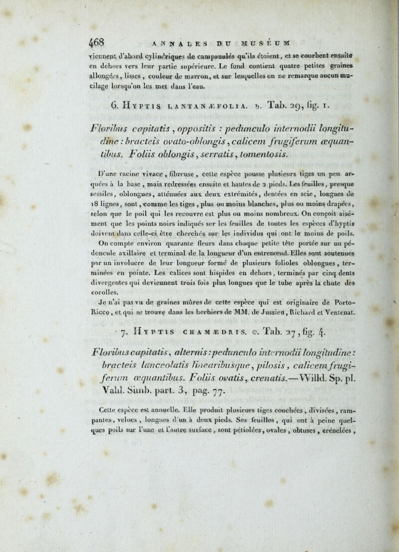 viennent d’abord cylindriques de campanules qu’ils étaient, et se courbent ensuite en dehors vers leur partie supérieure. Le fond contient quatre petites graines allongées, lisses , couleur de marron, et sur lesquelles on ne remarque aucun mu- cilage lorsqu’on les met dans l’eau. 6. IIypïis lantanæfolia. r,. Tab. 29, 6g. I. Floribus capitatis , oppositis : pedunculo intemodii longitu- dine : brcicteis ovato-oblongis, calicem frugiferum œquan- tibus. Foliis oblongis, serratis, tomentosis. l)’une racine vivace , fibreuse , cette espece pousse plusieurs tiges un peu ar- quées à la hase , mais redressées ensuite et hautes de 2 pieds. Les feuilles, presque sessiles, oblongues, atténuées aux deux extrémités, dentées en scie, longues de 18 lignes, sont,comme les tiges , plus ou moius blanches, plus ou moins drapées, selon que le poil qui les recouvre est plus ou moins nombreux. On conçoit aisé- ment que les points noirs indiqués sur les feuilles de toutes les espèces d’hyptis doivent dans celle-ci être cherchés sur les individus qui ont le moins de poils. On compte environ quarante fleurs dans chaque petite tète portée sur un pé- doncule axillaire et terminal de la longueur d’un entrenoeud. Elles sont soutenues par un involucre de leur longueur formé de plusieurs folioles oblongues, ter- minées en pointe. Les calices sont hispides eu dehors, terminés par cinq dents divergentes qui deviennent trois fois plus longues que le tube après la chute des corolles. Je n’ai pas vu de graines mnres de cette espèce qui est originaire de Porto- Ricco, et. qui se trouve dans les herbier» de MM. de Jussieil, Richard et Venlenat. 7. ïï Y P T l S CHAMIDRÎS. G. Tah. 1~] , fjg. !\. Floribus capitatis, alternis : pedunculo intemodii longitudine : bracteis lanceolatis linearibusque, pilosis, calicem frugi- ferum œquantïbus. Foliis ovatis, crenatis.—Wilkl. Sp, pL Valil. Simb. part. 3, pag. 77. Celte espèce est annuelle. Elle produit plusieurs tiges couchées , divisées , ram- pantes , velues , longues d’un à deux pieds. Ses feuilles, qui ont à peine quel- ques poils sur l’une et üaulre surface , sont pétiolées, ovales , obtuses , crénelées ,
