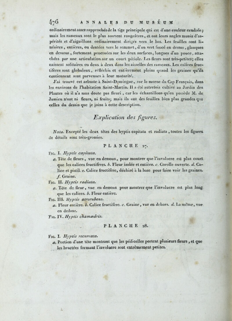 ordinairement asse* rapprochés de la tige principale qui est d’une couleur* cendrée; mais les rameaux sont le plus souvent rougeâtres, et ont leurs angles munis d’as- pérités et d’aiguillons ordinairement dirigés vers le bas. Les feuilles sont li- néaires , entières, ou dentées yers le sommet, d’un vert foncé en dessus , glauques en dessous , fortement ponctuées sur les deux surfaces, longues d’un pouce, atta- chées par une articulation sur un court pétiole. Les fleurs sont très-petites; elles naissent solitaires ou deux à deux dans les aisselles des rameaux. Les calices fruc- tifères sont globuleux, réfléchis et entièrement pleins quand les graines qu’ils contiennent sont parvenues à leur maturité. J’ai trouvé cet arbuste à Saint-Domingue, sur le morne du Cap Français, dans les environs de l’habitation Saint-Martin. Il a été autrefois cultivé au Jardin des Plantes où il n’a sans doute pas fleuri , car les échantillons qu’en possède M. de Jussieu n’ont ni fleurs, ni fruits; mais ils ont des feuilles bien plus grandes que celles du dessin que je joins à cette description. Explication des figures. Nota. Excepté les deux têtes des hyptis capitata et radiata , toutes les figures de détails sont très-grossies. PLANCHE 27. Fig. I. Hyptis capitata. a. Tête de fleurs , vue en dessous, pour montrer que l’involucre est plus court que les calices fructifères, b. Fleur isolée et entière, c. Corolle ouverte, d. Ca- lice et pistil, e. Calice fructifère, déchiré à la hase pour faire voir les graines. f. Graine. Fig. II. Hyptis radiata. a. Tête de fleur, vue eu dessous pour montrer qne l’involucre est plus long que les calices, b. Fleur entière. Fig. III. Hyptis atrorubens. a. Fleur entière, b. Calice fructifère, c. Graine, vue en dehors, d. La meme, vue en dedans. Fig. TV. Hyptis chamcedris. PLANCHE a8. Fig. I. Hyptis recurvata. a. Portion d’une tête montrant que les pédicelles portent plusieurs fleurs , et que les bractées formant l’involuere sont extrêmement petites.