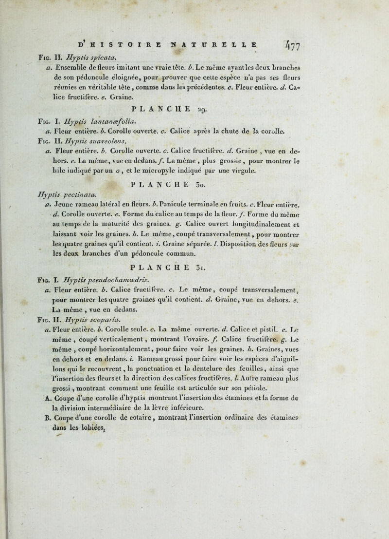 Fig. II. Hyptis spicata. a. Ensemble de fleurs imitant une vraie tête. b. Le même ayant les deux branches de son pédoncule éloignée, pour prouver que celte espèce n’a pas ses fleurs réunies en véritable tête , comme dans les précédentes, c. Fleur entière, d. Ca- lice fructifère, e. Graine. PLANCHE 29. Fig. I. Hyptis lantancefolia. a. Fleur entière, b. Corolle ouverte, c. Calice après la chute de la corolle. Fig. II. Hyptis suaveolens. a. Fleur entière, b. Corolle ouverte, c. Calice fructifère, d. Graine , vue en de- hors. e. La même, vue en dedans./1. La même , plus grossie, pour montrer le bile indiqué par un o , et le micropyle indiqué par une virgule. PLANCHE 5o. Hyptis peclinata. a. Jeune rameau latéral en fleurs, b. Panicule terminale en fruits, c. Fleur entière. d. Corolle ouverte, e. Forme du calice au temps de la fleur./! Forme du même au temps de la maturité des graines, g. Calice ouvert longitudinalement et laissant voir les graines. //. Le même, coupé transversalement, pour montrer les quatre graines qu’il contient. 7. Graine séparée. I. Disposition des fleurs sur les deux branches d’un pédoncule commun. PLANCHE 5i. Fig. I. Hyptis pseitdoc/iamœdris. a. Fleur entière, b. Calice fructifère, c. Le même, coupé transversalement, pour montrer les quatre graines qu’il contient, d. Graine, vue en dehors, e. La même , vue en dedans. Fig. II. Hyptis scoparia. a. Fleur entière, b. Corolle seule, c. La même ouverte. 7/. Calice et pistil, e. Le même , coupé verticalement, montrant l’ovaire, f. Calice fructifère, g. Le même , coupé horizontalement, pour faire voir les graines, h. Graines, vues en dehors et en dedans, i. Rameau grossi pour faire voir les espèces d’aiguil- lons qui le recouvrent, la ponctuation et la dentelure des feuilles, ainsi que l’insertion des fleurs et la direction des calices fructifères. /. Autre rameau plus grossi, montrant comment une feuille est articulée sur son pétiole. A. Coupe d’une corolle d’hyplis montrant l’insertion des étamines et la forme de la division intermédiaire de la lèvre inférieure. B. Coupe d’une corolle de cotaire , montrant l’insertion ordinaire des étamines dans les lobiées.