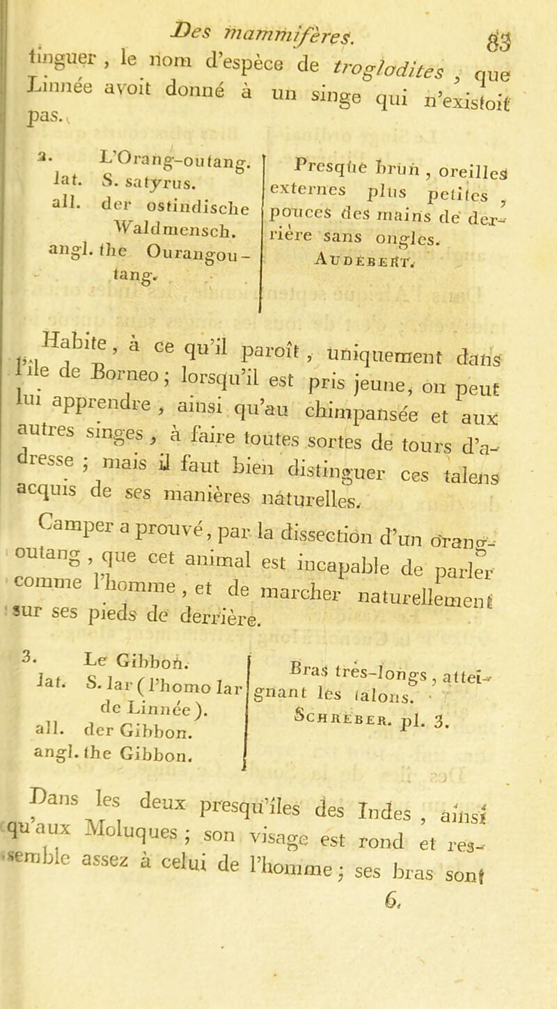 linguer , le nom d’espèce de imglodites , nue Imnee avoU donné à un singe qui n’exisfoit pdS. i. a- L’Orang--ouiang. hit. S. satyrus. all. cler osfindische Waldnicnsch. aîigl. fhe Ourangou- tang. Presqliè Brtm , oreille^ externes plus petites , ponces des mains dé der^ rière sans ongles. AUDÉBEKr. '’*'** paroît, uniquement dans lie de Bornéo ; lorsqu’il est pris jeune, on peut lui apprendre , ains, qu’au chimpansée et aux autres singes , à faire toutes sortes de tours d’a- dresse ; mais il faut bien distinguer ces talens acquis de ses manières naturelles. Camper a prouvé, par la dissection d’im oYann- outang , que cet animal est incapable de parler comme 1 homme , et de marcher naturellLenI sur ses pieds de derrièrê. 3. Le Gibbort. ^at. S. lar (l’homo lar de Linnée). ail. der Gibbon, angl, the Gibbon, Bras très-longs, attei- nt les talons. • SCHKEBER. pi. 3. rm’ -vr“i P'-^^qd’iles des Indes , ainsî quaux Moluques; son visage est rond et res- semble assex à celui de l’homme ; ses bras sont