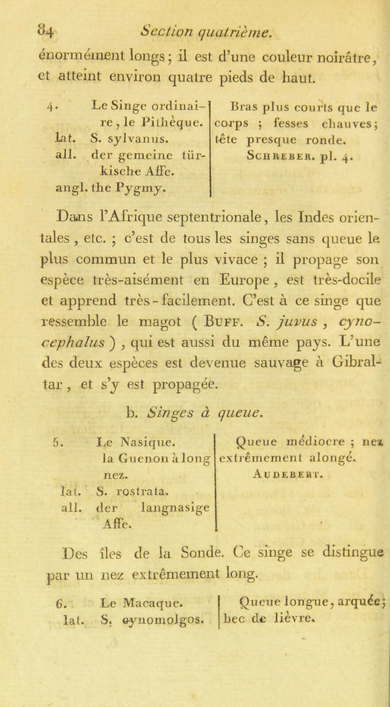 énormément longs ; il est d’une couleur noirâtre, et atteint environ quatre pieds de haut. 4- Le Singe ordinai- re , le PiÜièque. lat. S. sylvanus. all. der gemeine tür- kisclre AfFe. angl. the Pygmy. Bras plus eourts que le corps 5 fesses chauves; lête presque ronde. Schiulbea. pl. 4. Dans l’Afrique septentrionale, les Indes orien- tales , etc. ; c’est de tous les singes sans queue le plus commun et le plus vivace ; il propage son espèce très-aisément en Europe , est très-docile et apprend très - facilement. C’est à ce singe que ressemble le magot ( Buff. S. juvus , cyno- cephalus ) , qui est aussi du même pays. L’une des deux espèces est devenue sauvage à Gibral- tar , et s’y est propagée. b. Singes à queue. 5. lal. all. Le Nasiqiie. la Guenon à long nez. Queue inédioere ; nex extrêmement alongé. Audebert. S. rostrata. der Affe. langnasige Des îles de la Sonde. Ce singe se distingue par un nez extrêmement long. 6. Le Macaque. Queue longue, arquée; ial. S. oynomolgos. bec de lièvre.
