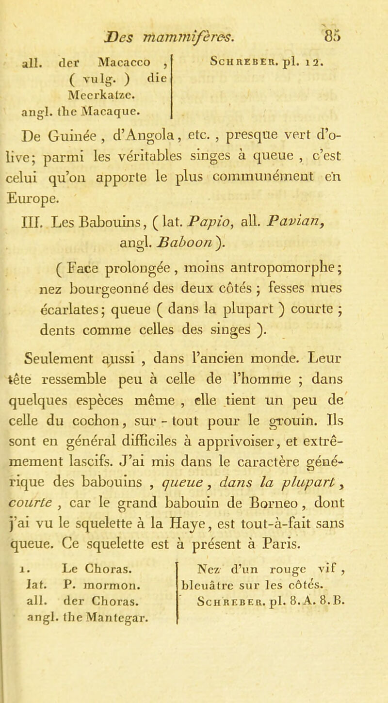 ail. clcr Macacco , ( vu Ig. ) die Mecrkalze. angl. lhe Macaque. ScHREBEU. pl. 1 2. De Guinée , d’Angola, etc. , presque vert d’o- live; parmi les véritables singes à queue , c’est celui qu’on apporte le plus communément en Europe. Iir. Les Babouins, Papio^ ail. Pavian, angl. Bahoon ). (Face prolongée, moins antropomorplie; nez bourgeonné des deux côtés ; fesses nues écarlates ; queue ( dans la plupart ) courte ; dents comme celles des singes ). Seulement aussi , dans l’ancien monde. Leur tête ressemble peu à celle de l’homme ; dans quelques espèces même , elle tient un peu de' celle du cochon, sur - tout pour le grouin. Ils sont en général difficiles à apprivoiser, et extrê- mement lascifs. J’ai mis dans le caractère géné- rique des babouins , queue, dans la plupart, courte , car le grand babouin de Bornéo, dont j’ai vu le squelette à la Haye, est tout-à-fait sans queue. Ce squelette est à présent à Paris. 1. Le Choras. lat. P. mormon, angl. IheMantegar. Nez d’un rouge vif , bleuâtre sur les côtés.
