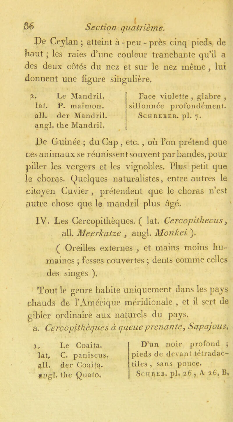 De Ceylan ; atteint à-peu-près cinq pieds de haut ; les raies d’une couleur tranchante qu’il a des deux côtés du nez et sur le nez même , lui donnent une figure singulière. 2. Le Manch’il. lal. P. maimon. ail. (1er Mandril. angl. the Mandril. Face violette , glabre , sillonnée profondémexit. SCHREBER. pl. 7. De Guinée ; du Cap , etc. , où l’on prétend que ces animaux se réunissent souvent par bandes, pour piller les vergers et les vignobles. Plus petit que Je choras. Quelques naturalistes, entre autres le citoyen Cuvier , prétendent que le choras n’est 3Utre chose que le mandril plus âgé. IV. Les Cercopithèques. ( lat. Cercopithecus ^ ail. Meerkatze , angl. Monkei ). ( Oreilles externes , et mains moins hu- maines ; fesses couvertes ; dents comme celles des singes ), Tout le genre habite uniquement dans les pays chauds de l’Amérique méridionale , et il sert de gibier ordinaire aux naturels du pays, a. Cercopithèques à queue prenante, Sapajous, J, Le Coaila. lat, C. panisciis. q11. der Coaila. «■îigl. the Qualo. D’un noir profond ; pieds de devant tétradac- tiles , sans pouce. Scni\EB. pl. 26 J A 26, B,