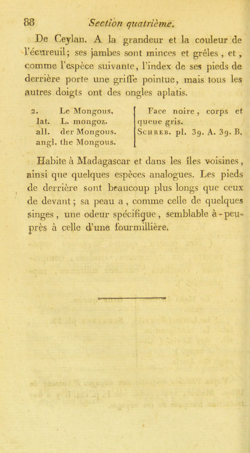 De Ceylan. A la grandeur et la couleur de l’éenreuil; ses Jambes sont minces et grêles , et , comme l’espèce suivante, l’index de ses pieds de derrière porte une grille pointue, mais tous les autres doigts ont des ongles aplatis. 2. Le Mong-ons, lat. L. mongoz. ail. der Mongous. angl, the Mongous. Face noire, corps et queue gris. ScHREB. pl. 3g. A. 3g. B. Habite à Madagascar et dans les îles voisines, ainsi que quelques espèces analogues. Les pieds de derrière sont beaucoup plus longs que ceux de devant ; sa peau a, comme celle de quelques singes, une odeur spécifique, semblable à-peu^ près à celle d’une fourmillière,