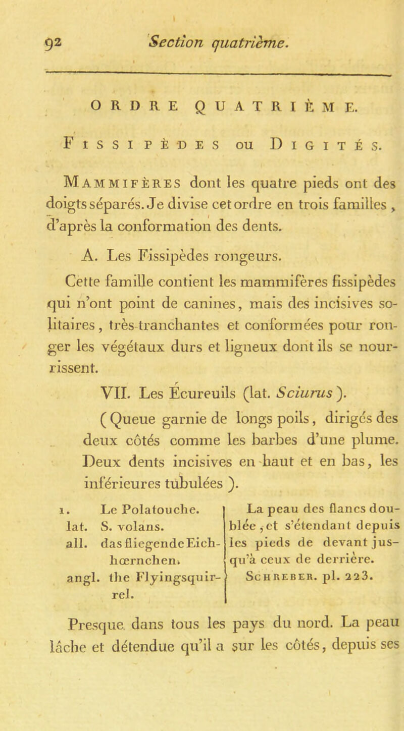 ORDRE quatrième. Fissipèdes ou Digités. Mammifères dont les quatre pieds ont des doigts séparés. Je divise cet ordre en trois familles > d’après la conformation des dents. A. Les Fissipèdes rongeurs. Cette famille contient les mammifères fissipèdes qui n’ont point de canines, mais des incisives so- litaires , très tranchantes et conformées pour ron- ger les végétaux durs et ligneux dont ils se nour- rissent. r VIL Les Ecureuils (lat. Sciurus ). ( Queue garnie de longs poils, dirigés des deux côtés comme les barbes d’une plume. Deux dents incisives en haut et en bas, les inférieures tubulées ). 1. Le Polatouche. lat. S. volans. ail. das fliegendeEich- hœrnchen» angl. the Flyingsquir- rel. La peau des flancs dou- blée,et s’étendant depuis les pieds de devant jus- qu’à ceux de derrière. ScHUEBER. pl. 223. Presque, dans tous les pays du nord. La peau lâche et détendue qu’il a sur les côtés, depuis ses