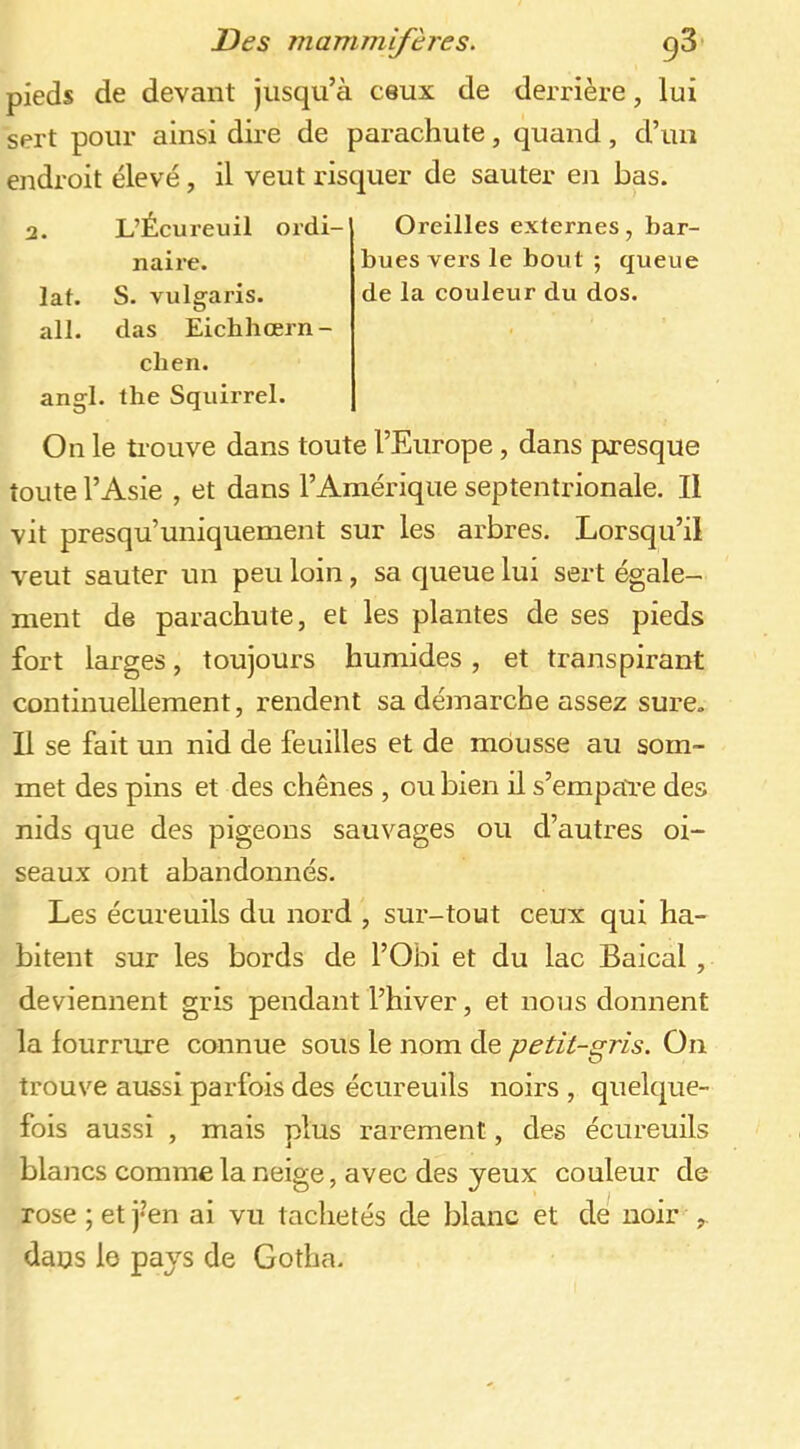 pieds de devant jusqu’à ceux de derrière, lui sert pour ainsi dire de parachute, quand, d’un endroit élevé, il veut risquer de sauter en bas. 2. L’Écureuil ordi- naire. lat. S. vulgaris. all. das Eichhœrn- elien. angl. tlie Squirrel. Oreilles externes, bar- bues vers le bout ; queue de la eouleur du dos. On le trouve dans toute l’Europe, dans presque toute l’Asie , et dans l’Amérique septentrionale. Il vit presqu’uniquement sur les arbres. Lorsqu’il veut sauter un peu loin, sa queue lui sert paie- ment de parachute, et les plantes de ses pieds fort larges, toujours humides, et transpirant continuellement, rendent sa démarche assez sure. Il se fait un nid de feuilles et de mousse au som- met des pins et des chênes , ou bien il s’empare des nids que des pigeons sauvages ou d’autres oi- seaux ont abandonnés. Les écureuils du nord , sur-tout ceux qui ha- bitent sur les bords de l’Obi et du lac Baical, deviennent gris pendant l’hiver, et nous donnent la fourrure connue sous le nom de petit-gris. On trouve aussi parfois des écureuils noirs , quelque- fois aussi , mais plus rarement, des écureuils blancs comme la neige, avec des yeux couleur de rose; et j’en ai vu tachetés de blanc et de noir dans le pays de Gotha.