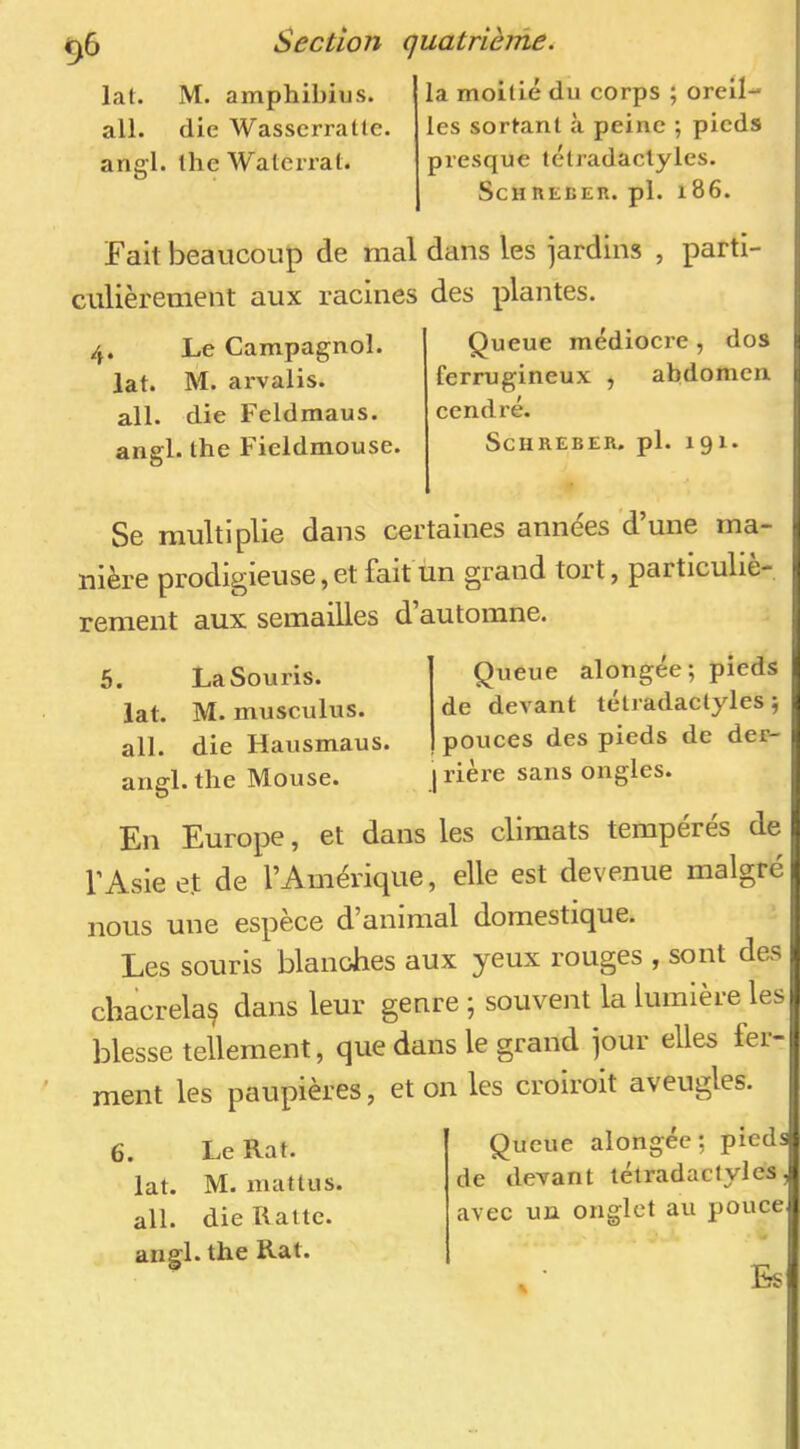 lat. M. amphibius. ail. die Wasscrratle. angl. tlie Waterrat. la moitié du corps ; oreil- les sortant à peine ; pieds presque tétradaclyles. ScnnEEEU. pl. 186. de mal dans les jardins , parti- racines des plantes. Fait beaucoup culièrement aux 4. Le Campagnol, lat. M. arvalis. ail. die Feldmaus. angl. the Ficldmouse. Queue médiocre , dos ferrugineux , abdomen cendré. ScHREBER. pl. 191. / Se multiplie dans certaines années d’une ma- nière prodigieuse, et fait un grand tort, particuliè- rement aux semailles 5. LaSouris. lat. M. musculus. ail. die Hausmaus. angl. the Mouse. ’automne. Queue alongée; pieds de devant tétradaclyles ; pouces des pieds de der- I rière sans ongles. En Europe, et dans les climats tempérés de l’Asie et de l’Amérique, elle est devenue malgré nous une espèce d’animal domestique. Les souris blanches aux yeux rouges , sont des chacrela^ dans leur genre ; souvent la lumière les blesse tellement, que dans le grand jour elles fer- ment les paupières, et on les croiroit aveugles. 6. Le Rat. lat. M. mat tu s. ail. die Ratte. angl. the Rat. Queue alongée; pieds de devant tétradaclyles, avec un onglet au pouceq « Es