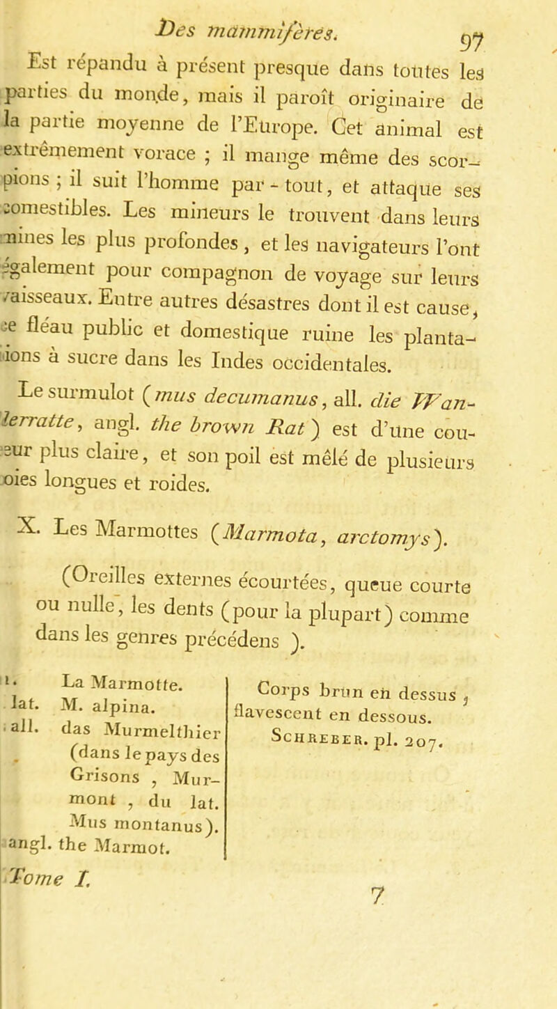 Est répandu à présent presque dans toutes les parties du inonde, mais il paroît originaire de la partie moyenne de l’Europe. Cet animal est extrêmement vorace ; il mange même des scor-^ pions; il suit l’homme par-tout, et attaque ses comestibles. Les mineurs le trouvent dans leurs mines les plus profondes , et les navigateurs l’ont également pour compagnon de voyage sur leurs /aisseaux. Entre autres désastres dont il est cause, ce fléau public et domestique ruine les planta- tions à sucre dans les Indes occidentales. Le surmulot {jnus decumanus, ail. die Wan- îerratte, angl. the hrown Rat) est d’une côu- 3ur plus claire, et son poil est mêlé de plusieurs oies longues et roides. X. Les Marmottes (^Marmota, arctomys). (Oreilles externes ecourtées, queue courte ou nulle, les dents (pour la plupart) comme dans les genres précédens ). 1. lat. . ail. La Marmotte. M. alpina. das Murmeltiiier (dans le pays des Grisons , Mur- niont , du lat. Mus niontanus). angl. the Marmot. Tome 1. Corps brlm eh dessus , üavescent en dessous. SCHREEER. pl. 207. 7