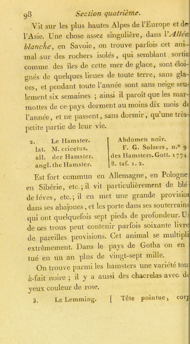 Vit sur les plus hautes Alpes de l’Europe et dr l’Asie. Une chose assez singulière, dans VAllée hlancke, en Savoie, on trouve parfois cet ani- mal sur des rochers isolés, qui semlDlant sortit comme des lies de cette mer de glace, sont éloi- gnés de quelques lieues de toute terre, sans gla- ces, et pendant toute l’année sont sans neige seu- lement six semaines ; ainsi il paroît que les mar- mottes de ce'pays dorment au moins dix mois d( l’année, et ne passent, sans dormir, qu’une très- petite partie de leur vie. 2. Le Hamster, lat. M. cricetus. ail. (1er Hamster. - angl.the Hamster. Est fort commun en Sibérie, etc.; il Abdomen noir. F. G. Sulzers, n.° 9 des Hamsters.Gott. 1774 I 8. taf. 1. 2. Allemagne, en Pologne en vit particulièrement de blé de lèves, etc. ; il en met une grande provisioi dans ses abajoues, et les porte dans ses souterrains qui ont quelquefois sept pieds de profondeur. Ui de ces trous peut contenir parfois soixante livre de pareilles provisions. Cet animal se multiph extrêmement. Dans le pays de Gotha on en tué en un an plus de vingt-sept mille.^ On trouve parmi les hamsters une variété tou à-fait noire ; il y a aussi des chacrelas avec de yeux couleur de rose. 3. Le Lemming. corj I Tête pointue,