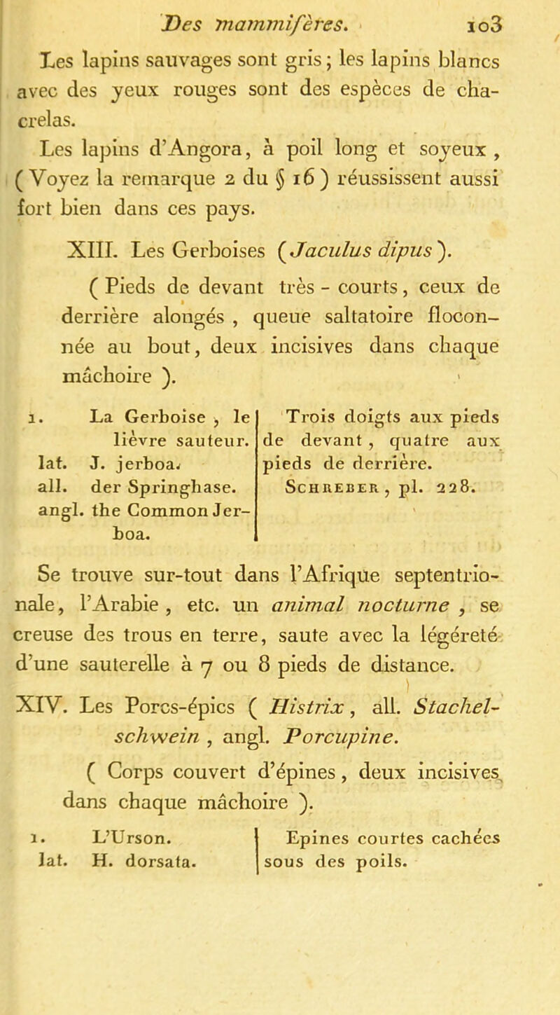 Les lapins sauvages sont gris ; les lapins blancs avec des yeux rouges sont des espèces de cha- crelas. Les lapins d’Angora, à poil long et soyeux , (Voyez la remarque 2 du § i6) réussissent aussi fort bien dans ces pays. XIIL Les Gerboises {^Jaculus dipus'). ( Pieds de devant très - courts, ceux de derrière alongés , queue saltatoire flocon- née au bout, deux incisives dans chaque mâchoire ). 1. La Gerboise , le lièvre sauteur, lat. J. jerboa^ ail. der Springhase. angl. the Common Jer- boa. Trois doigts aux pieds de devant , quatre aux pieds de derrière. ScHREBERjpl. 228. Se trouve sur-tout dans l’Afrique septentrio- nale, l’Arabie, etc. un animal nocturne , se creuse des trous en terre, saute avec la légéreté-, d’une sauterelle à 7 ou 8 pieds de distance. XIV. Les Porcs-épics ( Histrix, ail. Stachel- schwein , angl. Porcupine. ( Corps couvert d’épines, deux incisives^ dans chaque mâchoire ). 1. L’Urson. Epines courtes cachées lat. H. dorsata. sous des poils.
