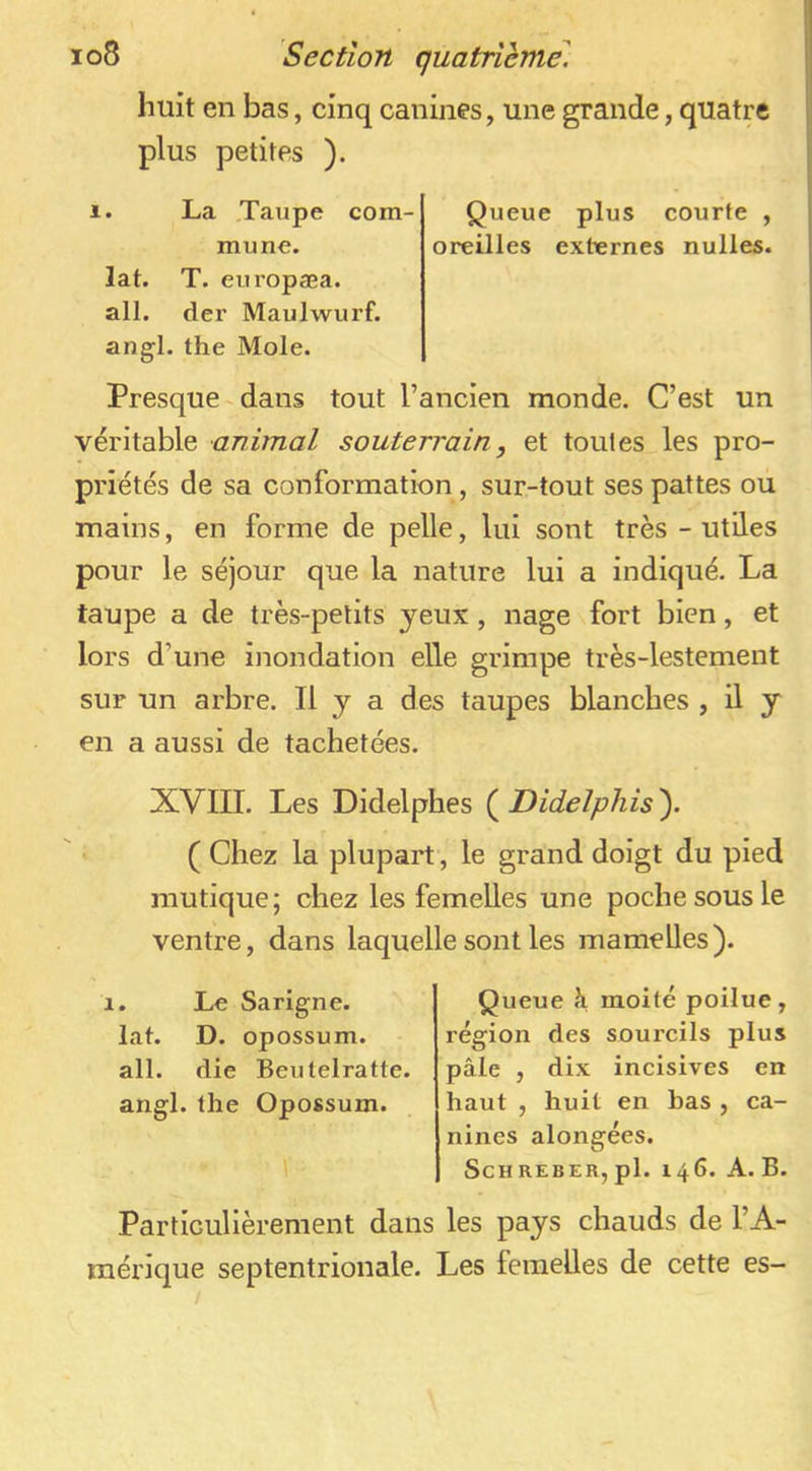 huit en bas, cinq canines, une grande, quatre plus petites ). 1. La Taupe com- Queue plus courte , mune. oreilles externes nulles. lat. T. europæa. ail. der Maulwurf. angl. the Mole. Presque dans tout l’ancien monde. C’est un véritable animal souterrain, et toutes les pro- priétés de sa conformation, sur-tout ses pattes ou mains, en forme de pelle, lui sont très - utiles pour le séjour que la nature lui a indiqué, La taupe a de très-petits yeux, nage fort bien, et lors d’une inondation elle grimpe très-lestement sur un arbre. Il y a des taupes blanches , il y en a aussi de tachetées. XVIII. Les Didelphes ( Didelphis ). ( Chez la plupart, le grand doigt du pied mutique; chez les femelles une poche sous le ventre, dans laquelle sont les mamelles). 1. Le Sarigne. lat. D. opossum, ail. die Beutelratte. angl. the Opossum. Queue à moite poilue, région des sourcils plus pâle , dix incisives en haut , huit en bas , ca- nines alongées. ScHREBER,pl. 146. A. B. Particulièrement dans les pays chauds de l’A- mérique septentrionale. Les femelles de cette es-