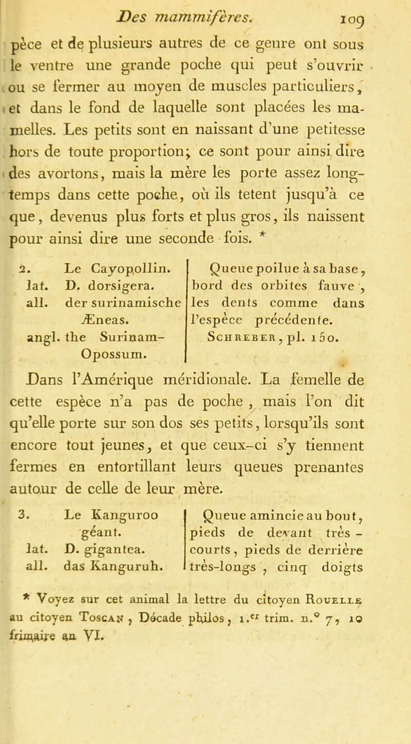 pèce et de plusieurs autres de ce genre ont sous le ventre une grande poche qui peut s’ouvrir - ou se fermer au moyen de muscles particuliers, et dans le fond de laquelle sont placées les ma- melles. Les petits sont en naissant d’une petitesse hors de toute proportion; ce sont pour ainsi, dire des avortons, mais la mère les porte assez long- temps dans cette poche, où ils tetent jusqu’à ce que, devenus plus forts et plus gros, ils naissent pour ainsi dire une seconde fois. * 2. Le CayopoIIin. lat. D. dorsigera. ail. der surinamische Æneas. angl. the Surinam- Opossum. Queue poilue à sa base, bord des orbites fauve , les dents comme dans l’espèce précédente. ScHREBER, pl. l5o. Dans l’Amérique méridionale. La femelle de cette espèce n’a pas de poche ^ mais l’on dit qu’elle porte sur son dos ses petits, lorsqu’ils sont encore tout jeunes, et que ceux-ci s’y tiennent fermes en entortillant leurs queues prenantes autour de celle de leur mère. » 3. Le Kanguroo géant. lat. D. gigantea. ail. das Kanguruh. Queue amincie au bout, pieds de devant très - courts, pieds de derrière très-longs , cinq doigts * Voyez sur cet animal la lettre du citoyen Rouelle au citoyen Toscan , Décade plûios, trim. n.® 7, xo frin\aije an VL
