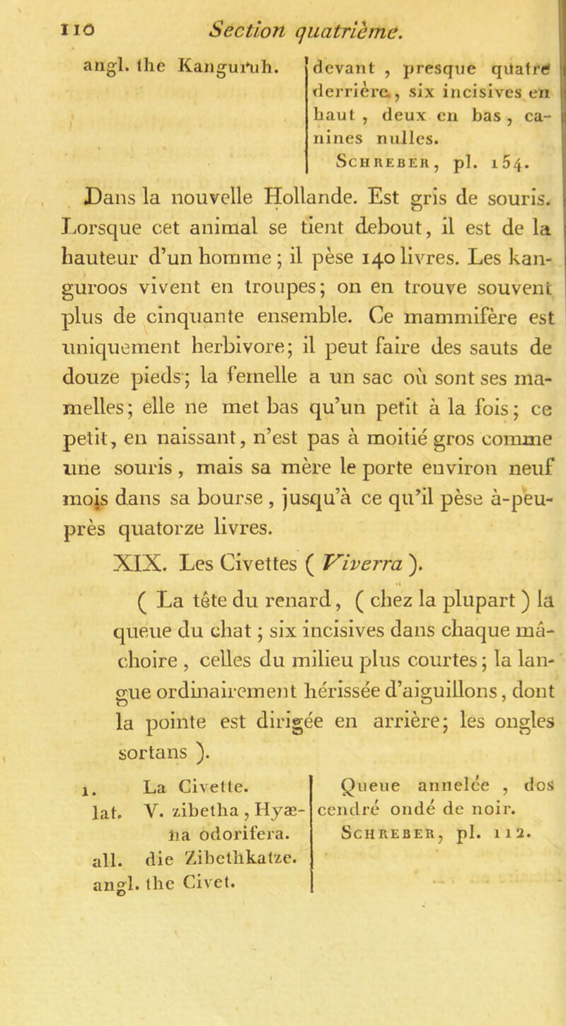 IIO angl. lhe \ Section quatrième. Kangui*ulî. devant , presque qiiatref ïlerrlèi’e,, six incisives en haut , deux en bas , ca- nines milles. ScHREBER, pl. 164. Dans la nouvelle Hollande. Est gris de souris. Lorsque cet animal se tient debout, il est de la hauteur d’un homme ; il pèse 140 livres. Les kan- guroos vivent en troupes; on en trouve souvent plus de cinquante ensemble. Ce mammifère est uniquement herbivore; il peut faire des sauts de douze pieds ; la femelle a un sac où sont ses ma- melles ; elle ne met bas qu’un petit à la fois ; ce petit, en naissant, n’est pas à moitié gros comme une souris, mais sa mère le porte environ neuf raojs dans sa bourse , jusqu’à ce qu’il pèse à-pèu- près quatorze livres. XIX. Les Civettes ( Viverra ). ( La tête du renard, ( chez la plupart ) la queue du chat ; six incisives dans chaque mâ- choire , celles du milieu plus courtes ; la lan- gue ordinairement hérissée d’aiguillons, dont la pointe est dirigée en arrière; les ongles sortans ). . La Civette, lat. V. zibetha , Hyæ- ail. die Zibethkatze. angl. the Civet. Queue annelce , dos cendré onde de noir.