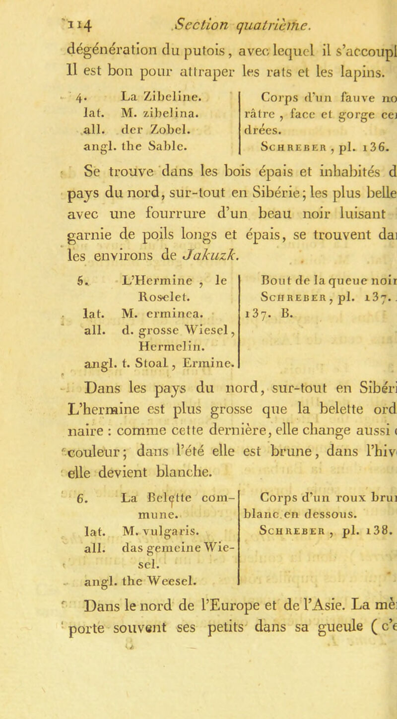 dégénération du putois, avec lequel il s’accoupl 11 est bon pour attraper les rats et les lapins. » ' 4. La Zibeline, lat. M. zibelina. ,all. cler Zobel. angl. the Sable. Corps fl’rm fauve no râtre , face et gorge cej drées. ScHREBERjpl. i36. < Se trouve 'dans les bois épais et inhabités d pays du nord, sur-tout en Sibérie; les plus belle avec une fourrure d’un beau noir luisant garnie de poils longs et épais, se trouvent dai les environs de Jakuzk. 6. 'L’Hermine , le Ros«let. lat. M. erminea. ail. d. grosse Wiescl, Hermelin. angl. t. Stoal, Ermine. Bout de la queue noir ScHREBER,pl. 137.. 137. B. Dans les pays du nord, sur-tout en Sibéri L’herraine est plus grosse que la belette ord naire : comme cette dernière, elle change aussi ( ''couleur ; dans l’été elle est brune, dans l’hiv ' elle devient blanche. 6. La Bel(^tte com- mune. lat. M. vulgaris. ail. das gemeine Wie- sel. angl. the Weesel. Corps d’un roux brui blanc,en dessous. ScHREBER , pl. i38. Dans le nord’ de l’Europe et de l’Asie. La mèi • porté souvent ses petits' dans sa gueule ( c’e U ~ ‘ -