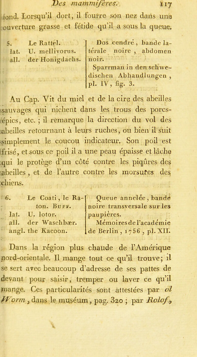 ,tond. Lorsqu’il dort, il fourre sou nez dans une ; ouverture grasse et fétide qu’il a sous la queue. I 5. Le Rattel. [ lat. U. mellivoriis. ail. der Honigdaclis. Dos cendré , bande la- térale noire , abdomen noir. Sparrman in den schwe- disclien Abliandlungen , pl. IV, fig. 3. Au Cap. Vit du miel et de la cire des abeilles -sauvages qui nichent dans les trous des porcs- (épics, etc. ; il remarque la direction du vol des abeilles retournant à leurs ruches, ou bien il suit -simplement le coucou indicateur. Son poil est ifrisé, et sous ce poil il a une peau épaisse et lâche .qui le protège d’un côté contre les piqûres des ;abeilles , et de l’autre contre les morsufes des; :chiens. Queue annelée, bande noire transversale sur les paupières. Mémoires de l’académie de Berlin , 1766 , pl. XII. 6. Le Coati, le Ra- ton. Buff. lat. U. lotor. ail. der Waschbær. angl. the Kacoon. Dans la région plus chaude de l’Amérique nord-orientale. Il mange tout ce qu’il trouve; il se sert avec beaucoup d’adresse de ses pattes de devant pour saisir, tremper ou laver ce qu’il jnange. Ces particularités sont attestées par ol ff'orm J dans le muséum, pag. 820 ; par Rolof^