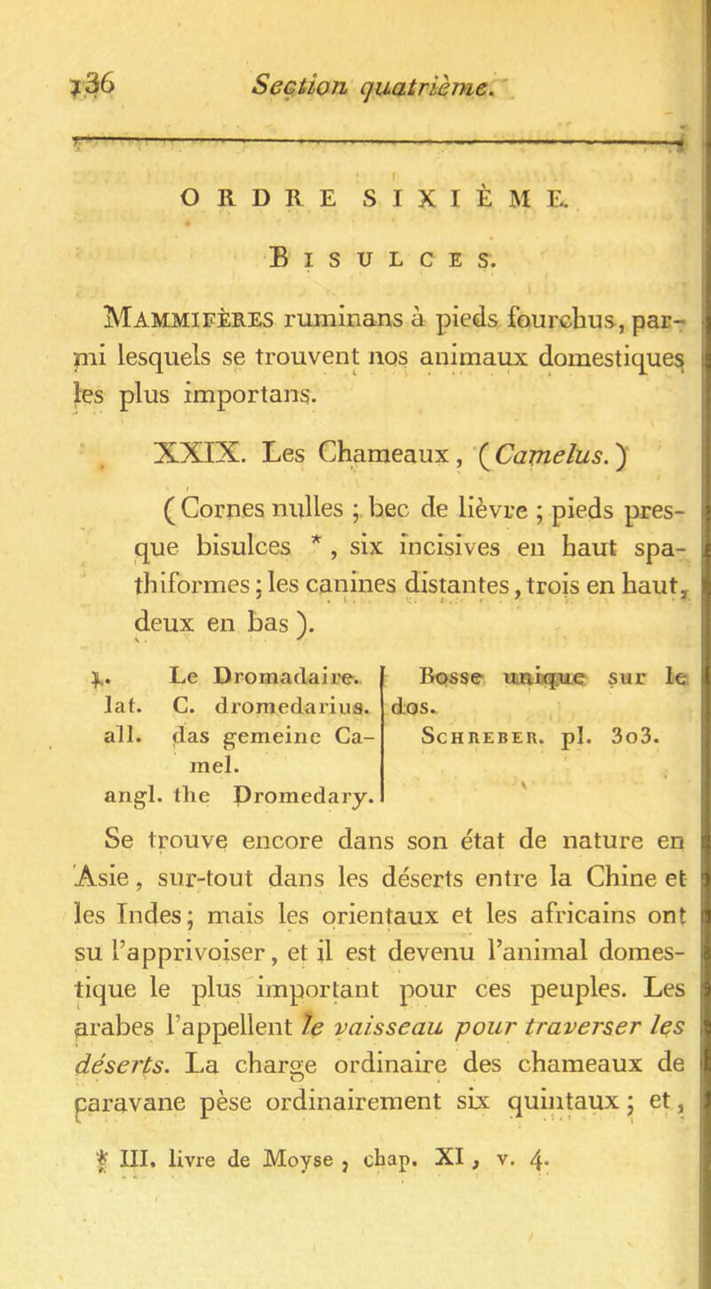 T •H ORDRE SIXIÈIME. B I S U L C E S. Mammifères ruminans à pieds fourchus, par- pii lesquels se trouvent nos animaux domestiques les plus importuns. XXIX. Les Chameaux, ( Cajnelus. )' ( Cornes milles bec de lièvre ; pieds pres- que bisulces , six incisives en haut spa- thiformes ; les canines distantes, trois en haut, deux en bas L Le Dromadaii'e-.. lat. C. dromedariua. all. das gemeinc Ca- mel. angl. tlie Promedary. Bosse ïiniG^ue sur le dos. ScHREBER. pl. 3o3. Se trouve encore dans son état de nature en 'Asie, sur-tout dans les déserts entre la Chine et les Indes; mais les orientaux et les africains ont su l’apprivoiser, et il est devenu l’animal domes- tique le plus important pour ces peuples. Les arabes l’appellent le vaisseau pour traverser les déserts. La charge ordinaire des chameaux de paravane pèse ordinairement six quintaux ; et,