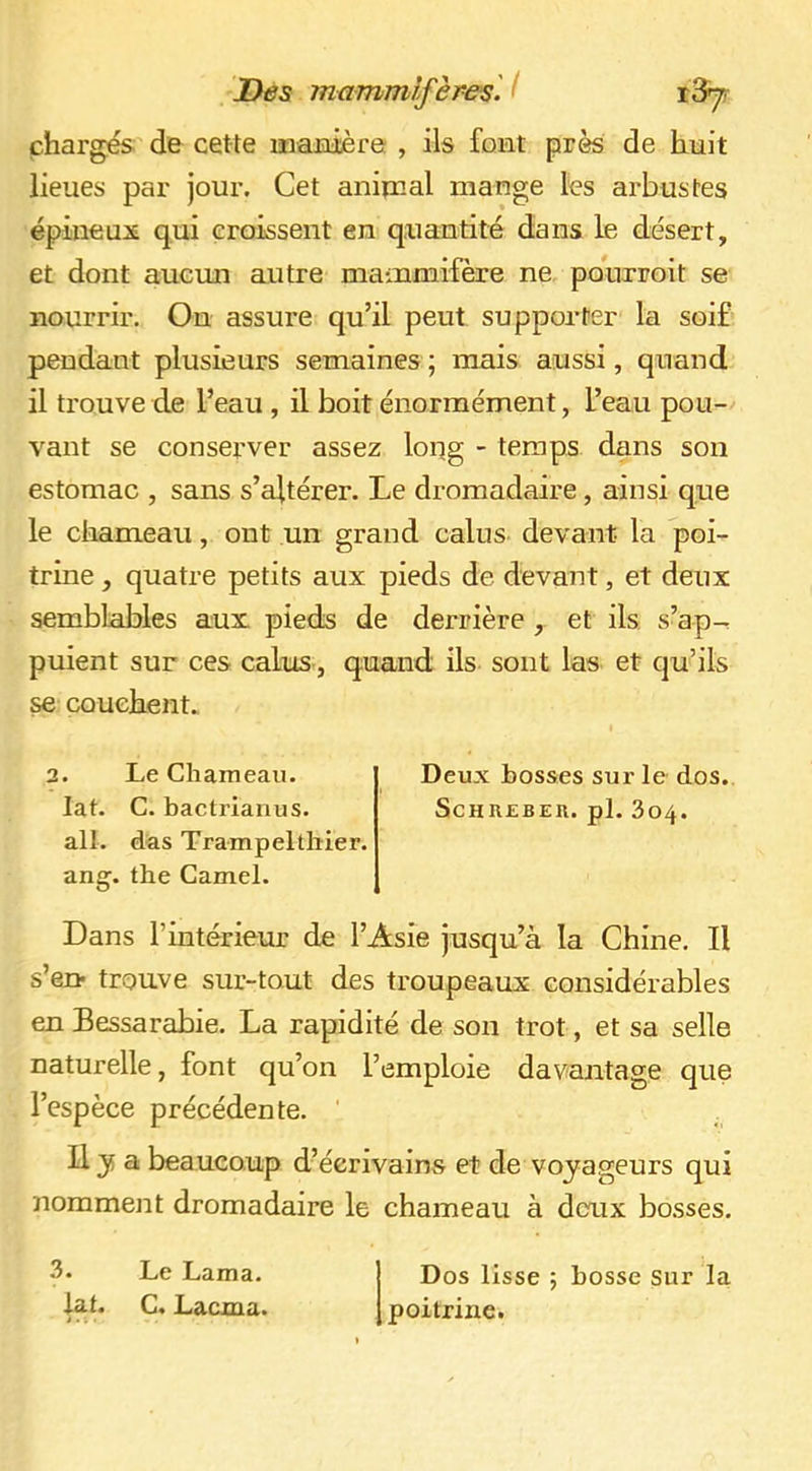 chargés de cette manière , ils font près de huit lieues par jour. Cet animal mange les arbustes épineux qui croissent en quantité dans le désert, et dont aucun autre maiumifère ne. pouTroit se nourrir. On assure qu’il peut supporter la soif pendant plusieurs semaines ; mais aussi, quand il trouve de l’eau , il boit énormément, l’eau pou- vant se conserver assez loqg - temps dans son estomac , sans s’altérer. Le dromadaire, ainsi que le cliameaii, ont un grand calus devant la poi- trine , quatre petits aux pieds de devant, et deux semblables aux pieds de derrière , et ils s’ap-. puient sur ces calus, quand ils sont las et qu’ils ^ CQueiient.. 2. Le Chameau. Deux bosses sur le dos. lat. C. bactrianus. Schrebeu. pl. 304. all. das Trampelthier. ang. tbe Camel. Dans l’intérieur de l’Asie jusqu’à la Chine. Il s’en- trouve sur-tout des troupeaux considérables en Bessarabie. La rapidité de son trot, et sa selle naturelle, font qu’on l’emploie davantage que l’espèce précédente. ' Il J a beaucoup d’éerivains et de voyageurs qui nomment dromadaire le chameau à deux bosses. 3. Le Lama, iat. C. Lacma. Dos lisse ; bosse sur la poitrine.