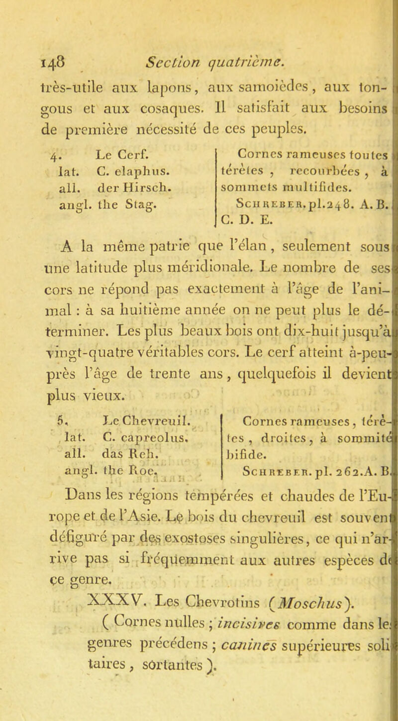 très-utile aux lapons, aux samoièdes , aux lon- gous et aux cosaques. 11 satisfait aux besoins de première nécessité de ces peuples. lat. ail. Le Cerf. C. elaphus. der Hirsch. angl. tlie Stag. Cornes rameuses toutes térètes , recourbées , à sommets multifides. SciiKEBER.pl.248. A. B. C. D. E. A la même patrie que l’élan, seulement sous une latitude plus méridionale. Le nombre de ses cors ne répond pas exactement à l’age de l’ani- mal : à sa huitième année on ne peut plus le dé- terminer. Les plus beaux bois ont dix-huit jusqu’à ■vingt-quatre véritables cors. Le cerf atteint à-peu- près l’âge de trente ans, quelquefois il devient plus vieux. 6, Le Chevreuil, lat. C. capreolus, ail. das Reh. aiiffl. the Roe, ^ ;i ait:- Cornes rameuses, térè- tes , droites, à sommité bifide. SCHREBEK. pl. 2 62.A. B, Dans les régions tempérées et chaudes de l’Eu- rope et de l’Asie. Lç bois du chevreuil est souven défiguré par des exostoses singulières, ce qui n’ar rive pas si fréquemment aux autres espèces d( çe genre. XXXV. Les Chevrotlns (^Mosclius\ ( Cornes nulles ; incisives comme dans le. genres précédens ; canines supérieures soli taires, sortantes).