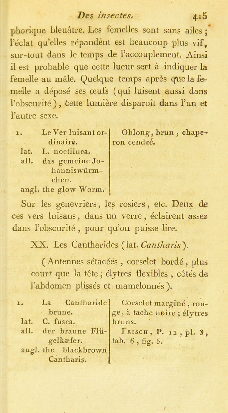 phorique bleuâtre. Les femelles sont sans ailes ; l’éclat qu’elles répandent est beaucoup plus vif, sur-tout dans le temps de l’accouplement. Ainsi il est probable que cette lueur sert à indiquer la femelle au mâle. Quelque temps après que la fe- melle a déposé ses œufs (qui luisent aussi dans l’obscurité ), tette lumière disparoît dans l’un et l’autre sexe. 1. Le Ver luisant or- Oblong, brun , cliape- dinairé. ron cendré, lat. L. noctiluca. ail. das gemeine Jo- hanniswürni- cben. angl. the glow Worm. Sur les genévriers, les rosiers, etc. Deux de ces vers luisans, dans un verre, éclairent assez dans l’obscurité , pour qu’on puisse lire. XX. Les Cantharides (lat. Cantharis'). ( Antennes sétacéés , corselet bordé , plus court que la tête ; éljtres flexibles , côtés de l’abdomen plissés et mamelonnés). Corselet marginé, rou- ge, à tache neii’c ; élytres bruns. FriSCH , P. 12 , pl. 3 , tab. 6 , fîg. 5. 1. La Cantharide brune, lat. C. fiisca. ail. der braune Flü- gclkæfer. angl. the blackbrown Cantharis. I