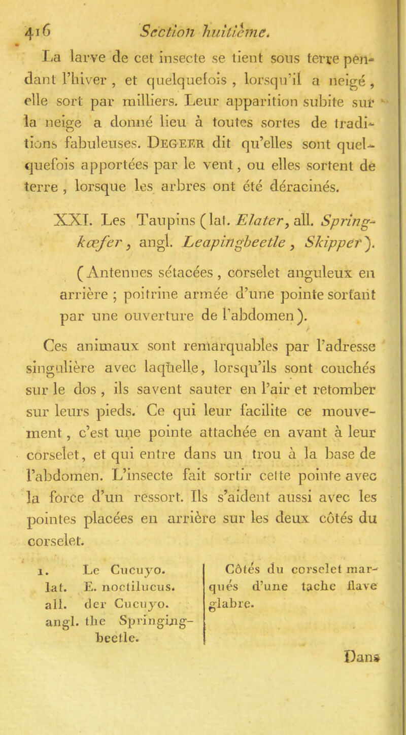 La larve de cet insecte se tient sons terre pen- dant rhiver , et quelquelois , lorsqu’il a neigé , elle sort par milliers. Leur apparition subite sur *• la neige a donné lieu à toutes sortes de tradi- tions fabuleuses. Degeer dit qu’elles sont queU cjuefois apportées par le vent, ou elles sortent de terre , lorsque les arbres ont été déracinés. XXL Les Tan pins (laf. ail. Sprlng- kœfer y angl. Leapingheetle, Skipper^. (Antennes sétacées , corselet anguleux en arrière ; poitrine armée d’une pointe sortant par une ouverture de l’abdomen ). Ces animaux sont remarquables par l’adresse singulière avec laquelle, lorsqu’ils sont couchés sur le dos , ils savent sauter en l’air et retomber sur leurs pieds. Ce qui leur facilite ce mouve- ment , c’est une pointe attachée en avant à leur corselet, et qui entre dans un trou à la base de l’abdomen. L’insecte fait sortir celte pointe avec la force d’un ressort. Ils s’aident aussi avec les pointes placées en arrière sur les deux côtés du corselet. 1. Le Cucuyo. lat. E. noclilucus. ali. der Cucuyo. angl. tlie Springbig- beefie. Côtés du corselet mar^ qués d’une tache flave glabre. Dans