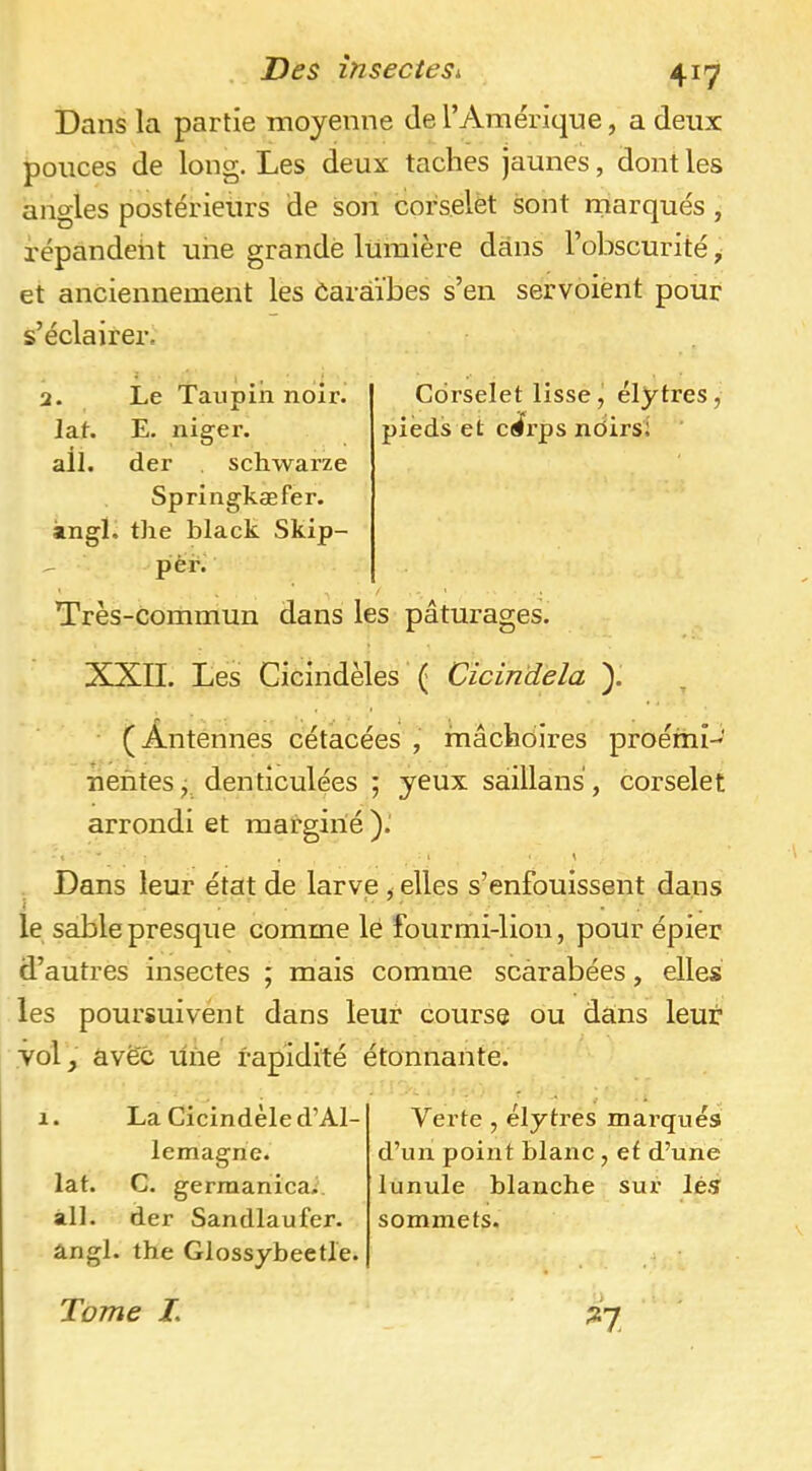 Dans la partie moyenne de l’Amérique, a deux pouces de long. Les deux taches jaunes, dont les angles postérieurs de soii corselèt sont rnarqués , répandent une grande lumière dans l’obscurité ^ et anciennement les Caraïbes s’en servoient pour s’éclairer. 2. Le Taupin noir. Corselet lisse , élytres, laf. E. niger. pieds et crfrps nôirs'i ail. der schwarze Springkæfer. angl. the black Skip- per.' Très-commun dans les pâturages. XXII. Les Cicindèles ( Cicindela ). (Antennes cétacées , mâchoires proémi- nentes,, denticulées ; yeux saillans, corselet arrondi et margirié ).’ . Dans leur état de larve , elles s’enfouissent dans le sable presque comme lé fourmi-lion, pour épier d’autres insectes ; mais comme scarabées, elles les poursuivent dans leur course ou dans leur vol, avec une rapidité étonnante. 1. La Cicindèle d’Al- lemagne. lat. C. gerraanicai ail. der Sandlaufer. ângl. the Glossybeetle. Verte, elytres mai’qués d’un point blanc , et d’une lunule blanche sur lé.î sommets. n Tome L