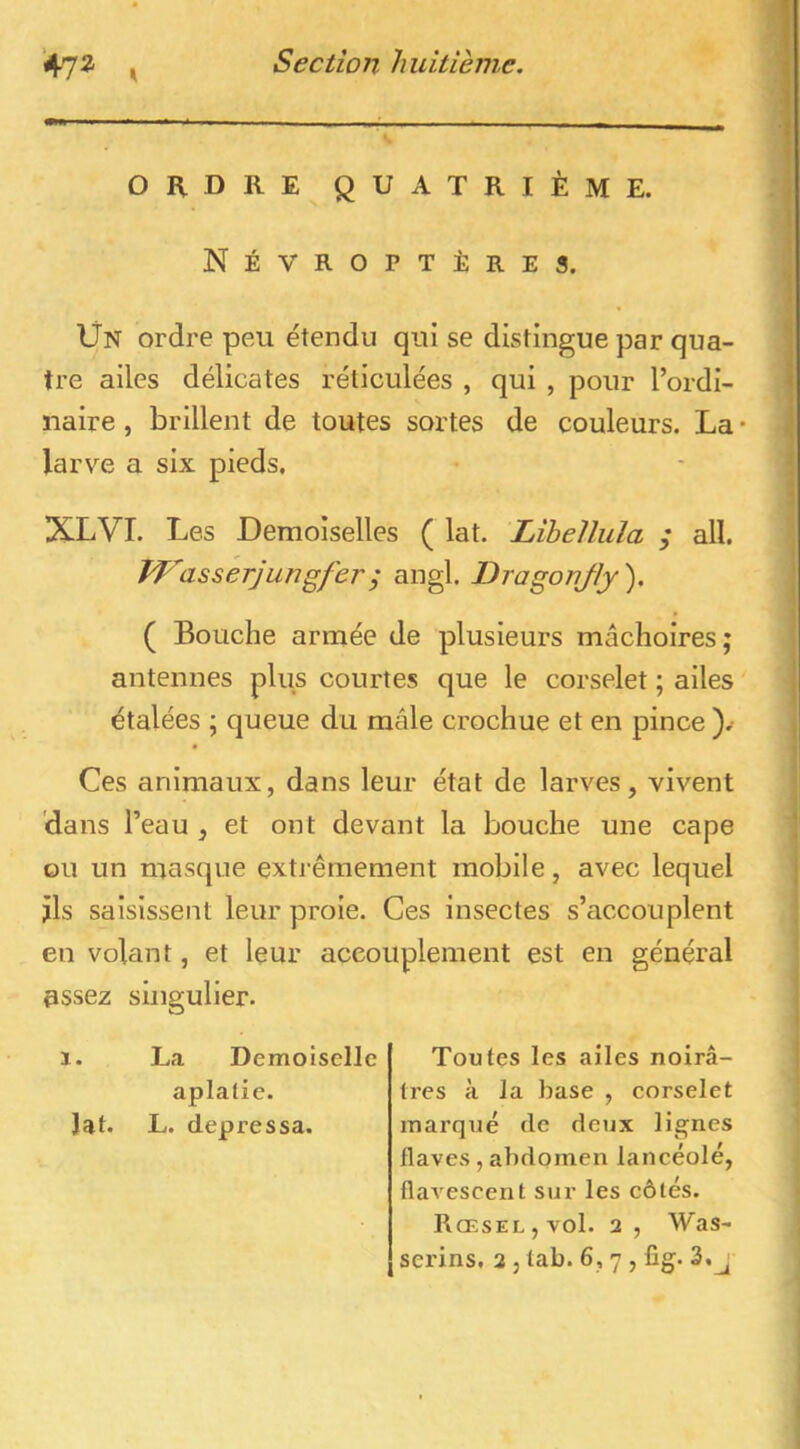 ORDRE QUATRIÈME. Névroptères. ÜN ordre peu étendu qui se distingue par qua- tre ailes délicates réticulées , qui , pour l’ordi- naire , brillent de toutes sortes de couleurs. La • larve a six pieds. XLVI. Les Demoiselles ( lat. Libellula ; all. PP'asserjungferj angl. Dragonjly). ( Bouche armée de plusieurs mâchoires; antennes plus courtes que le corselet ; ailes étalées ; queue du mâle crochue et en pince ),■ Ces animaux, dans leur état de larves, vivent 'dans l’eau , et ont devant la bouche une cape ou un masque extj'êmement mobile, avec lequel ils saisissent leur proie. Ces insectes s’accouplent en volant, et leur accouplement est en général Rssez singulier. 1. La Demoiselle aplatie. Jat. L. depressa. Toutes les ailes noirâ- tres à la base , eorselet marqué de deux li^^nes flaves, abdomen lancéolé, flavescent sur les côtés. RœseLjVoI. 2, Was-