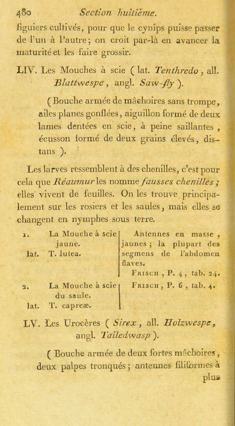 Hguiers cultivés, pour que le cynips puisse passer (le l’un à l’autre; on croit par-là en avancer la maturité et les faire grossir. LIV. Les Mouches à scie ( lat. Tenthredo , alL Blattwespe , angl. Saw-fly ). (Bouche armée de mâchoires sans trompe, ailes planes gonflées, aiguillon formé de deux lames dentées en scie, à peine saillantes , écusson lormé de deux grains élevés, dis- tans ). Les larves ressemblent à des chenilles, c’est pour cela que Réaumurles nomme fausses chenilles ; elles vivent de feuilles. On les trouve principa- lement sur les rosiers et les saules, mais elles se changent en nymphes sous terre. 1. lat. a. lat. La Mouche à scie jaune. T. lutea. Antennes en masse , jaunes ; la plupart des segmens de l’abdomen flaves. Frisch , P. 4, tab. 24. La Mouche à scie du saule. T. capreæ. Frisch, P. 6 , tab. 4. LV. Les ürocères ( Sirex, ail. Holzwespe y angl. Tailed-wasp ). ( Bouche armée de deux fortes mâchoires, deux palpes tronqués ; antennes jQlilbrmes à plu»