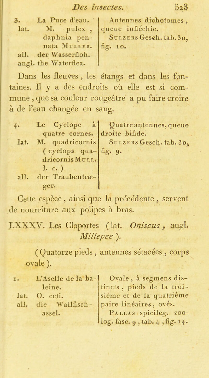 3. La Puce d’eau. Jat. M. pulex , daphnia pcn- nala Mui.cer. ail. der Wasserfloh. angi. lhe Waterflea. Antennes dichotomes , queue inflécliie. Sui.zERS Gesch. tab. 3o, fig. lO. Dans les fleuves , les étangs et dans les fon- taines. Il y a des endroits où elle est si com- mune , que sa couleur rougeâtre a pu faire croire à de l’eau changée en sang. 4* lat. ail. Le Cyclope à quatre cornes, AI. quadricornis ( cyclops qua- dricornis Mu LL. Quatre antennes, queue droite bifide. SuLZERs Gesch. tab. 3oj %• 9- 1. c. ) der Traubcntræ- ger. Cette espèce , ainsi que la précédente , servent de nourriture aux polipes à bras. LXXXV. Les Cloportes ( lat. Oniscus, angl. Millepee ). ( Quatorze pieds, ovale ). 1. L’Aselle de la ba- leine, lat. O. ceti. ail, die Wallfisch- assel. antennes sétacées, corps Ovale , à segmens dis- tincts , pieds de la troi- sième et de la quatrième paire linéaires, ovés. Pallas spicileg. zoo- log. fasc. 9 , tab. 4 , fig. 14*