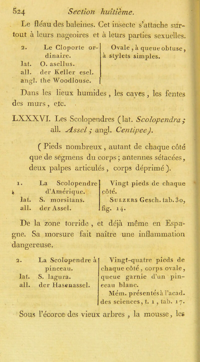 Le fléau des baleines. Cet insecte s’attache sur- tout à leurs nageoires et à leurs parties sexuelles. 2. Le Cloporte or- Ovale , à queue obtuse, dinaire. à stylets simples, lat. O. asellus. ail. der Keller esel. angl. the Woodlouse. Dans les lieux humides , les caves , les fentes des murs, etc. LXXXVI. Les Scolopendres (lat. Scolopendra; ail. ^ssel ; angl. Centipee). ( Pieds nombreux, autant de chaque côté que de segmens du corps ; ailtennes sétacées, deux palpes articulés, corps déprimé ). I. La Scolopendre k d’Améi’ique. lat. S. morsitans. ail. derAssel. Vingt pieds de chaque côté. SuLZERs Gesch. tab.3o, fig. 14. De la zone torride , et déjà même en Espa- gne. Sa morsure fait naître une inflammation dangereuse. 2. La Scolopendre à pinceau, lat. S. lagura. ail. der Hasenassel. Vingt-quatre pieds de chaque côté , corps ovale, queue garnie d’un pin- ceau blanc. Mém. présentés à l’acad. des sciences, t. 1 , tab. 17. Sous l’écorce des vieux arbres , la mousse, les