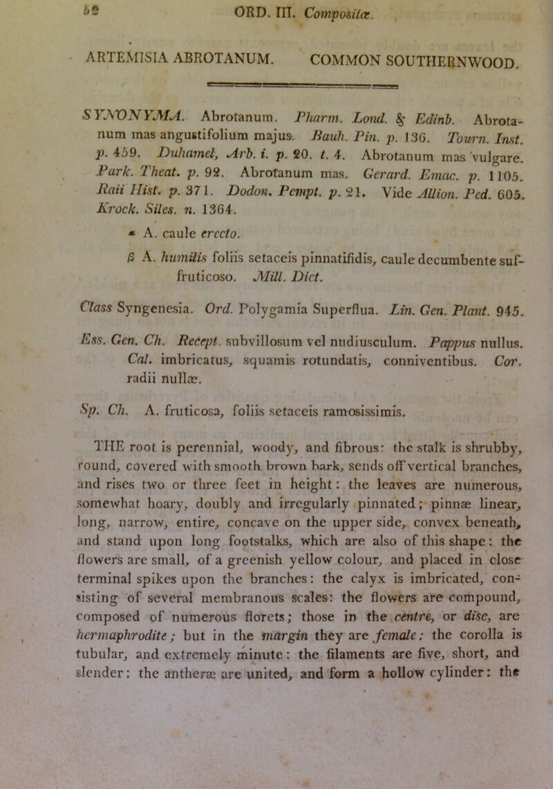 * ARTEMISIA ABROTANUM. COMMON SOUTHERNWOOD. SYJWNYMA. Abrotanum. Pharm. Lond. Edinb. Abrota- num mas angustifolium majus. Bauh. Pin. p. 136. Tourn. Inst, p. 459. Duhmnel, »Arb. i. p, 20. t. 4. Abrotanum mas vulgare. Park. 2'heat. p. 92. Abrotanum mas. Gerard. Emac. p. 1105. Raii Hist. p. 371. Dodon. Pempt. p.^l. Vide Jllion. Ped. 605. Krock. Sues. n. 1364. * A. caule erecto. 13 A. humUis foliis setaceis pinnatifidis, caule decumbente suT- fruticoso. JMUl. Diet. Class Syngenesia. Ord. Polygamla Superflua. Lin. Gen. Plant. 945. Ess. Gen. Ch. RecqH. subvillosum vel ntidlusculum. Papf?us niillus. Cal. imbricatus, squamis rotundatis, conniventibus. Cor. radii nullas. Sp. Ch. A. fruticosa, foliis setaceis ramosissimis, THE root is perennial, woody, and fibrous: the stalk is shrubby, round, covered with smooth brown bark, sends off vertical branches, and rises two or three feet in height: the leaves are numerous, somewhat hoary, doubly and irregularly pinnated; pinnae linear, long, narrow, entire, concave on the upper side, convex beneath^ and stand upon long footstalks, which are also of this shape: the /lowers are small, of a greenish yellow colour, and placed in close terminal spikes upon the branches: the calyx is imbricated, con- sisting of several membranous scales: the flowers are compound, composed of numerous florets; those in the centre, or disc, are hermaphrodite; but in the margin they are female: the corolla is tubular, and extremely minute: the filaments are five, short, and slender; the anthenc are united, and form a hollow cylinder: the