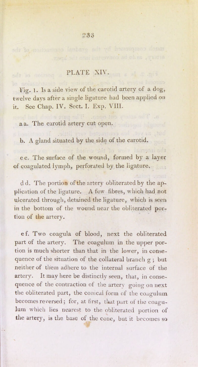 PLATE XIV. Fig. 1. Is a side view of the carotid artery of a dog, twelve days after a single ligature had been applied on it. See Chap. IV. Sect. I. Exp. VIII. a a. The carotid artery cut open. b. A gland situated by the side of the carotid. cc. The surface of the wound, formed by a layer of coagulated lymph, perforated by the ligature. d d. The portion of the artery obliterated by the ap- plication of the ligature. A few fibres, which had not ulcerated through, detained the ligature, which is seen in the bottom of the wound near the obliterated por- tion of the artery. ef. Two coagula of blood, next the obliterated part of the artery. The coagulum in the upper por- tion is much shorter than that in the lower, in conse- quence of the situation of the collateral branch g ; but neither of them adhere to the internal surface of the artery. It may here be distinctly seen, that, in conse- quence of the contraction of the arterv going on next the obliterated part, the conical form of the coagulum. becomes reversed ; for, at first, that part of the coagu- lum which lies nearest to the obliterated portion of the artery, is the base of the cone, but it becomes so