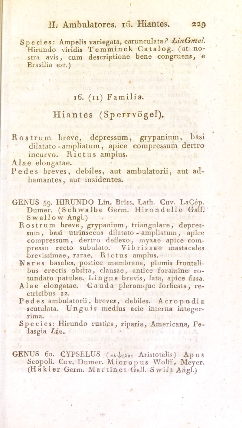 » II. Ambulatores. 16. Hiantes. 229 Species: Ampelis variegata, carunculata? Lin-Gmel. Hirundo viridis Temminck Catalog. (at no- stra avis, cum descriptione bene congruens, e Biasilia est.) 16. (11) Familia. Hiantes (Sperrvögel). Rostrum breve, depressum, grypanium, basi dilatato-ampliatuin, apice compressum dertro incurvo. Rictus amplus. Alae elongatae. Pedes breves, debiles, aut ambulatorii, aut ad- liamantes, aut insidentes. GENUS 5g. HIRUNDO Lin. Briss. Lath. Cuv. LaCep. Dumer. (Schwalbe Germ. Hirondelle Gail. Swallow Angl.) % Rostrum breve, grypanium, trianguläre, depres- sum, basi utrinsecus dilatato - ampliatum, apice compressum, dertro deflexo, myxae apice coin- presso recto subulato. Yibrissae mastacales brevissimae, rarae. Rictus amplus. Nares basales, postice membrana, plumis frontali- bus erectis obsita, clausae, antice foramine ro- tundato patulae. Lingua brevis, lata, apice fissa. Alae elongatae. Cauda plerumcpie forficata, re- ctricibus 12. Pedes ambulatorii, breves, debiles. Acropodia scutulata. Unguis medius acie interna integer- rima. Species: Hirundo rustica, riparia, Americana, Pe- lasgia Lin. GENUS 60. CYPSELUS (fcj/ibsAe; Aristotelis) Apus Scopoli. Cuv. Dumer. Micropus Woiß, Meyrer. (Hakler Germ. Mart in et Gail. Swift Angl.)