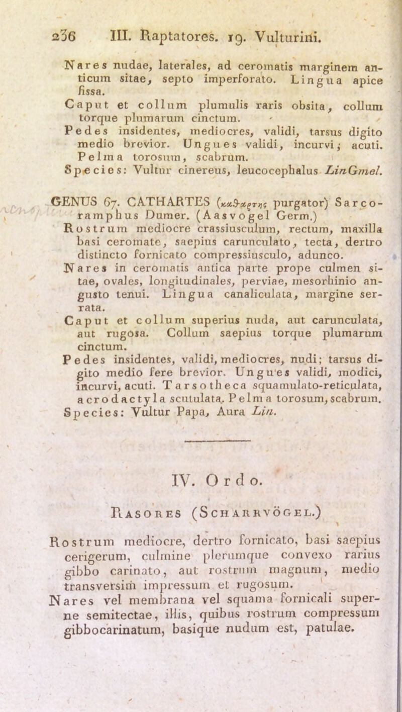 Na res nudae, laterales, ad ceromatis marginem an- ticum sitae, septo imperforato. Lingua apice Jissa. Caput et coli um plumulis raris obsita, collum torque pluinarum cinctum. Pedes insidentes, mediocres, validi, tarsus digito medio brevior. Ungues validi, incurvi; acuti. Pelma lorosuin, scabrum. Sp^cies: Vultur cinereus, leucocephalus LinG/nel. GENUS 67. CATHARTES purgator) Sarco- ramphus Duraer. (Aasvogel Germ.) Rostrum mediocre crassiusculum, rectum, maxilla basi ceromate, saepius carunculato, tecta, dertro distincto fornicato compressiusculo, adunco. Nares in ceromatis antica parte prope culmen si- tae, ovales, longitudinales, perviae, mesorhinio an- gusto tenui. Lingua canaliculata, margine ser- rata. Caput et collum superius nuda, aut carunculata, aut rugoia. Collum saepius torque plumarum cinctum. Pedes insidentes, validi, mediocres, nudi; tarsus di- gito medio fere brevior. Ungues validi, modici, incurvi, acuti. Tarsotheca squamulato-reticulata, acrodactyla scululata, Pelma lorosum,scabrum. Spccies: Vultur Papa, Aura Lin. IV. Ordo. IiASOnES (ScHAttRVÖGEL.) Rostrum mediocre, dertro fornicato, basi saepius cerigerum, culrnine plerumque convexo rarius gibbo carinato, aut rostrnm magnuru, medio transversirii impressum et rugosum. Nares vel mernbrana vel squama fornicali super- ne semitectae, iHis, quibus rostrum compressuni gibbocarinatum, basique nudum est, patulae.