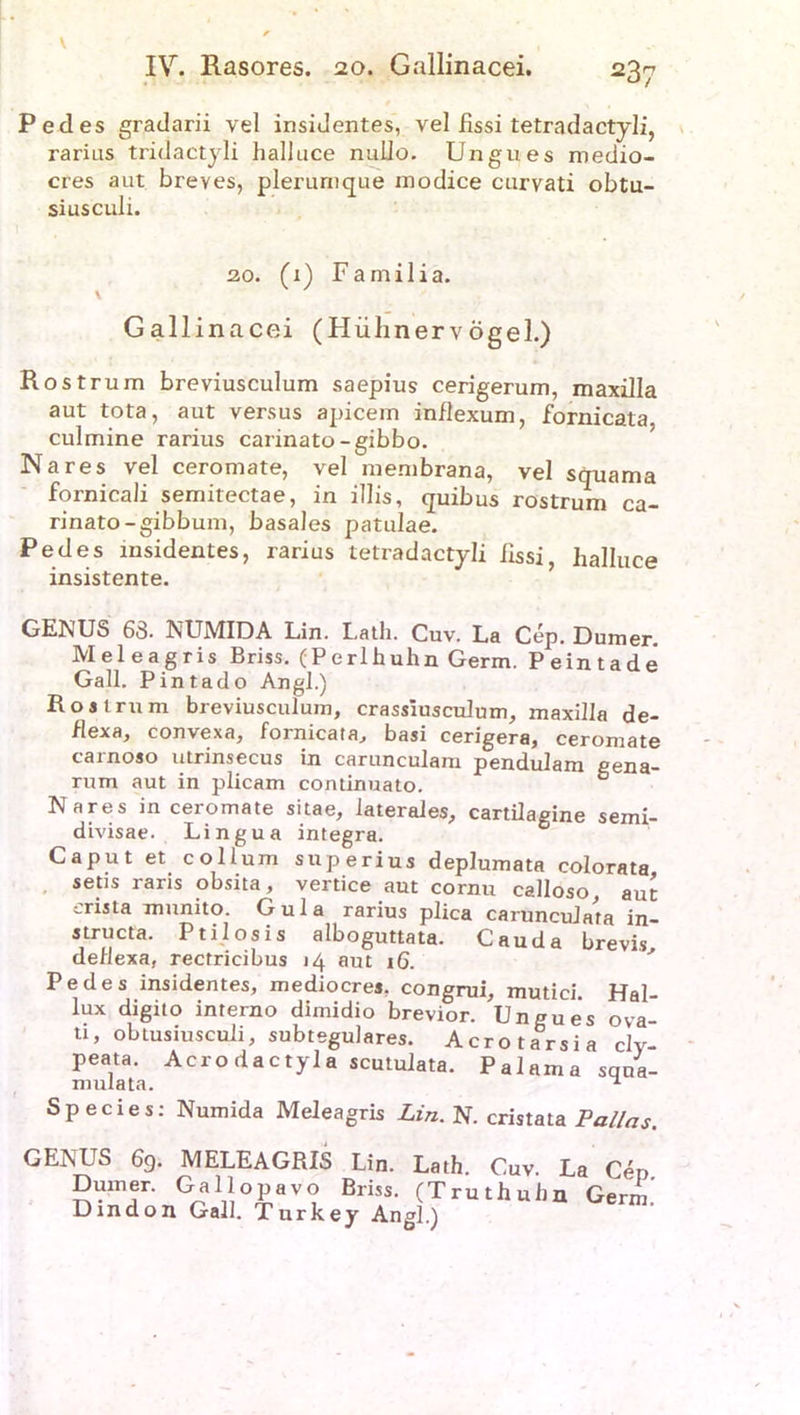 \ IV. Rasores. 20. Gallinacei. 237 Pedes gradarii vel insidentes, vel iissi tetradactyli, rarius tridactyli halluce nulJo. Ungues medio- cres aut breves, plerurnque modice curyati obtu- siusculi. 20. (1) Familia. Gallinacei (Hühnervögel.) Rostrum breviusculum saepius cerigerum, maxilla aut tota, aut versus apicem inflexum, fornicata. culmine rarius carinato-gibbo. Nares vel ceromate, vel membrana, vel squama formcali semitectae, in illis, quibus rostrum ca* rinato-gibbum, basales patulae. Pedes msidentes, rarius tetradactyli iissi, halluce insistente. GENUS 63. NUMIDA Lin. Lath. Cuv. La Cep. Dumer. Mel eagris Briss. (Perlhuhn Germ. P eint ade Gail. Pintado Angl.) Rostrum breviusculum, crassiusculum, maxilla de- flexa, convexa, fornicata, basi cerigera, ceromate carnoso utrinsecus in carunculam pendulam gena- rum aut in plicam continuato. Nares in ceromate sitae, laterales, cartilagine semi- divisae. Lingua integra. Caput et collum superius deplumata colorata setis raris obsita, vertice aut cornu calloso, aut erista munito. Gula rarius plica caruncuJata in- structa. Ptilosis alboguttata. Gau da brevis detlexa, rectricibus 14 aut 16. Pedes insidentes, mediocres, congrui, mutici. Hal- lux digito interno dimidio brevior. Ungues ova- u, obtusiusculi, subtegulares. Acrotarsia cly- peata. Acro dactyla scutulata. Palamasqua- mulata. * Species: Numida Meleagris Lin. N. cristata Pallas. GENUS 69. Dum er. MELEAGRIS Lin. Lath. Cuv. La Cep tv- j G^11!°£aV<? Briss- (Truthuhn Germ,' Dmdon Gail. Turkey Angl.)