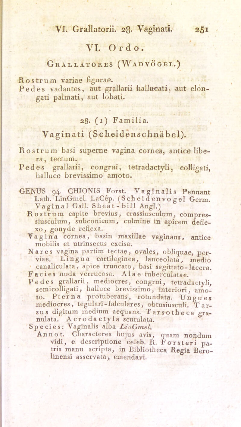 VI. Ordo. Grallatores (Wadvögel.) R o s tr u m variae figurae. Pedes vadantes, aut grallarii hallacati, aut elon- gati palmati, aut lobati. 28» (1) Familia. Vaginati (Sclieide 11 schnäbel). Rostrum basi superne vagina cornea, antice übe— ra, tectum. Pedes grallarii, congrui, tetradactyli, colligati, halluce brevissimo amoto. GENUS 94- CHIONIS Forst. Vaginalis Pennant Lath. LinGmel. LaCep. (S ch e i d en vo g el Germ. Vaginal Gail. Sheat-bill Angl.) Rost rum capite brevius, crassiusculum, compres- siusculum, subconicum, culmine in apicem defle- xo, gonyde reflexa. Vagina cornea, basin maxillae vaginans, antice mobilis et utrinsecus excisa. Nares vagina partim tectae, ovales, obliquae, per- viae. Lingua cartilaginea, lanceolata, medio canaliculata, apice truncato, basi sagittato-lacera. Facies nuda verrucosa. Alae tuberculatae. Pedes grallarii, mediocres, congrui, tetradactyli, sernicolJigati, halluce brevissimo, interiori, aino- to. Pt er na protuberans, rotundata. Ungues mediocres, tegulari-falculares, obtusiusculi. Tar- sus digitum medium aequans. Tarsotheca gra- nulata. A cro da ctyla scutulata. Species: Vaginalis alba LinGmel. Annot. Cliaracteres hujus avis, quam nondum vidi, e descriptione celeb. R. Forsteri pa- tris manu scripta, in Bibliotheca Regia Bero- linensi asservata, emendavi.