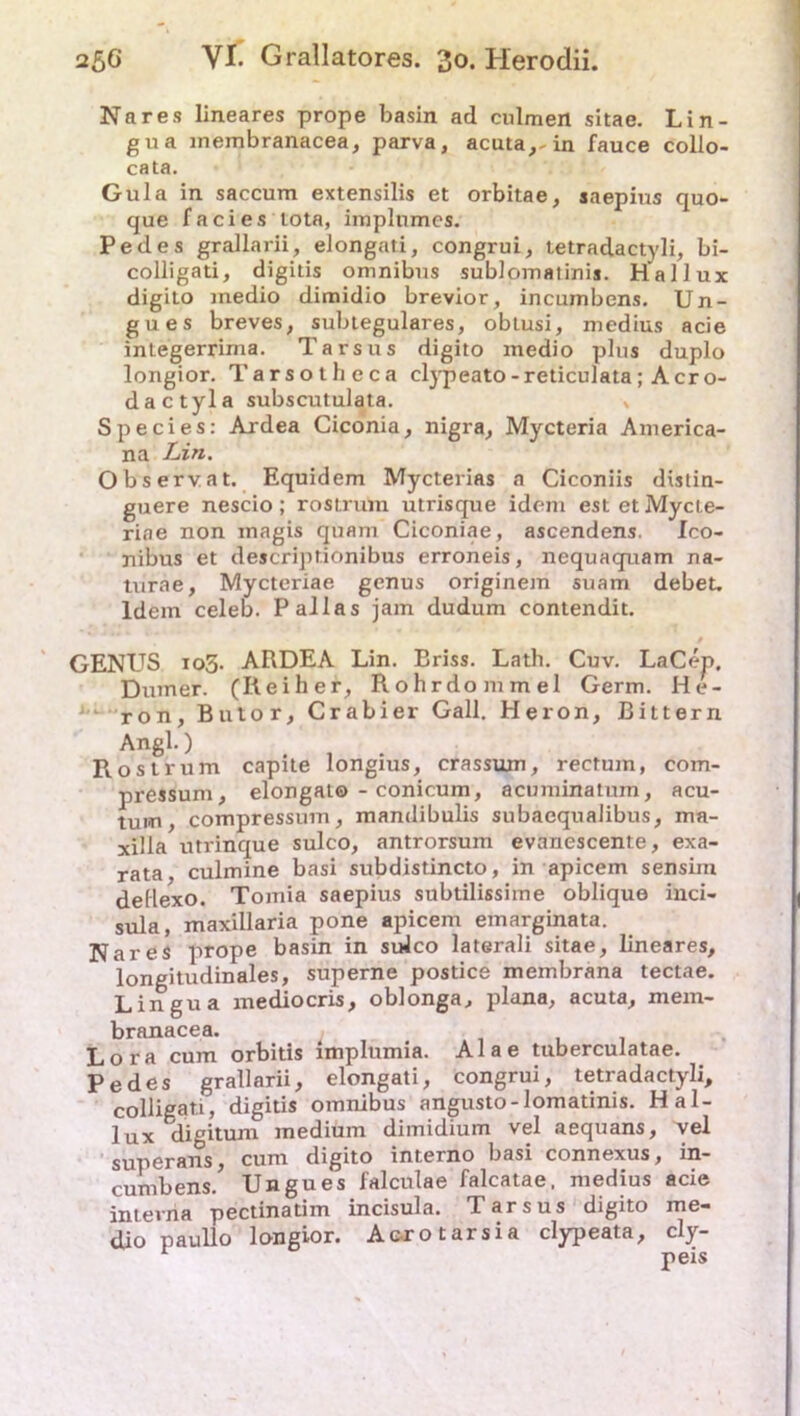 Na res lineares prope basin ad culmen sitae. Lin- gua membranacea, parva, acuta,-in fauce collo- cata. Gula in saccum extensilis et orbitae, saepius quo- que facies Iota, implumes. Pedes grallarii, eJongati, congrui, tetradactyli, bi- colligati, digitis omnibus sublomatinis. Hallux digito medio dimidio brevior, incumbens. Un- gues breves, subtegulares, obtusi, medius acie integerrima. Tarsus digito medio plus duplo longior. Tarsotlieca clypeato-reticulata; Acro- dactyla subscutulata. , Species: Ardea Ciconia, nigra, Mycteria America- na Lin. Observat. Equidem Mycterias a Ciconiis distin- guere nescio; rostrum utrisque idem est etMycte- rine non inagis quam Ciconiae, ascendens. Ico- jiibus et descriptionibus erroneis, nequaquam na- turae, Mycteriae genus originem suam debet. Idem celeb. Pallas jam dudum contendit. GENUS 105. ARDEA Lin. Briss. Lath. Cuv. LaCen, Dumer. (Reiher, Rohrdommel Germ. He- ron, Butor, Crabier Gail. Heron, Bittern Angl.) . , Rostrum capite longius, crassum, rectum, com- pressum, elongat© - conicum, acuminatum, acu- tum, compressum, mandibulis subaequalibus, ma- xilla utrinque sulco, antrorsum evanescente, exa- rata, culmine basi subdistincto, in apicem sensim dellexo. Tomia saepius subtilissime oblique inci- sula, maxillaria pone apicem emarginata. Nares prope basin in sulco laterali sitae, lineares, longitudinales, superne postice membrana tectae. Lingua mediocris, oblonga, plana, acuta, mem- branacea. Lora cum orbitis implumia. Alae tuberculatae. Pedes grallarii, elongati, congrui, tetradactyli, colligati, digitis omnibus angusto-lomatinis. Hal- lux digitum medium dimidium vel aequäns, vel superans, cum digito interno basi connexus, in- cumbens. Ungues falculae falcatae. medius acie interna pectinatim incisula. Tarsus digito me- dio paullo longior. Acrotarsia clypeata, cly- peis