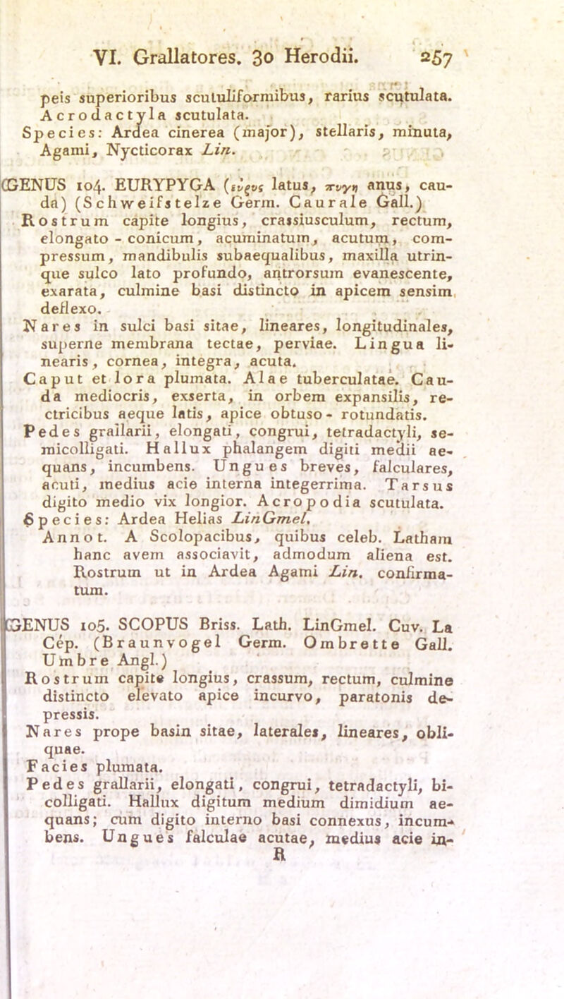 r*‘ J peis superioribus scutuliformibus, rarius scutulata. Acrodactyla scutulata. Species: Ardea cinerea (major), stellaris, minuta, Agami, Nycticorax Lin. ' < (GENUS 104. EURYPYGA (*^&s latus, wy* anus, cau- da) (Schweifstelze Germ. Caurale Gail.) Rostrum capite longius, crassiusculum, rectum, elongato - conicum, acuminatum, acutum, com- pressum, mandibulis subaequalibus, maxilla utrin- que sulco lato profundo, antrorsuin evanescente, exarata, culmine basi distincto in apicem sensim deflexo. Nares in sulci basi sitae, lineares, longitudinales, superne membrana tectae, perviae. Lingua li- nearis, cornea, integra, acuta. Caput et lora plumata. Alae tuberculatae. Cau- da mediocris, exserta, in orbem expansilis, re- ctricibus aeque latis, apice obtuso- rotundatis. Pedes grailarii, elongati, congrui, tetradactyli, se- micolligati. Hallux phalangem digiti medii ae- quans, incumbens. Ungues breves, falculares, acuti, medius acie interna integerrima. Tarsus digito medio vix longior. Acropodia scutulata. Bpecies: Ardea Helias LinGmel, Annot. A Scolopacibus, quibus celeb. Latham hanc avem associavit, admodum aliena est. Rostrum ut in Ardea Agami Lin. conflrma- tum. GENUS 105. SCOPUS Briss. Lath. LinGmel. Cuv. La Cep. (Braunvogel Germ. Ombrette Gail. Umbre Angl.) Rostrum capite longius, crassum, rectum, culmine distincto el'evato apice incurvo, paratonis de- pressis. Nares prope basin sitae, laterales, lineares, obli- quae. Facies plumata. Pedes grailarii, elongati, congrui, tetradactyli, bi- colligati. Hallux digitum medium dimidium ae- quans; cum digito interno basi connexus, incum- bens. Ungues falculae acutae, medius acie in-*
