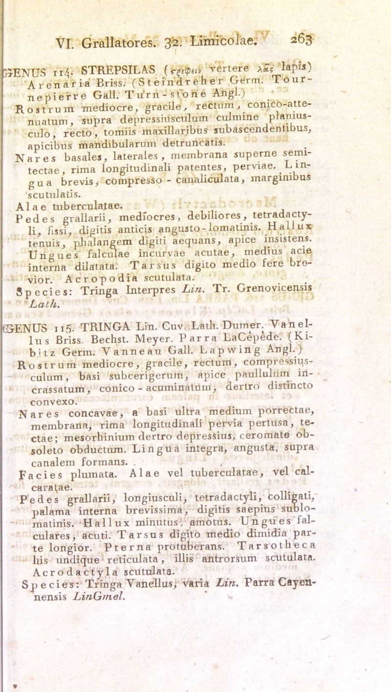 GENUS r 14. STREPSILAS (Wfotti wertere XS? lapia) Arenaria Briss. (Steindreher Gdrm: Tour- nepieire Gail. Tu'rn - ston'e Angl.) Rost rum mediocre, gracile, rectumcomcö-atte- nuatum, supra depressiüsculum culmine plamus- culo, recto, tomiis maxillar.ibus subascendentibus, apicibus mandibular um detruncatis. Nares basales, laterales , membrana superne semi- tectae, rima longitudinali patentes, perviae. Lin- gua brevis, compresso - canaliculata, margmibus scutulatis. Alae tuberculatae. Pedes grallarii, mediocres, debiliores, tetradacty- li, fissi, digitis anticis angusto-lomatinis. Hallux tenuis, phalangem digiti aequans, apice msistens. Un«ues falculae iricuryae acutae, medius acie interna dilatata. Tarsus digiLO medio fere bro- vior. Acropodia scutulata. Species: Tringa Interpres Lin. Tr. Grenovicensis Lat/i. (GENUS 115. TRINGA Lin. Cuv. Lath.Durner. Vanel- lus Briss. Bechst. Meyer. Parra LaCepede. (Li* b'tz Germ. Yanneau Gail. Lapwing Angl.) Rostrum mediocre, gracile, rectum, compressips- culum, basi subcerigerum, apice paulluhun in- crassatum, conico - acuminaluin, dertro distincto convexo. Nares concavae, a basi ultra medium porrectae, membrana, rima longitudinali pervia pertüsa, te- ctae; mesorhinium dertro depresiius, ceromate ob- soleto obductum. Lingua integra, angusta, supra canalem forinans. Facies plumata. Alae vel tuberculatae, vel cal- carat,ae. Pedes grallarii, longiusculi, tetradactyli, colltgali, palama interna brevissima, digitis saepius sublo- matinis. Hallux minutus- amotus. Ungues fal- culares, acuti. Tarsus digito medio dimidia par- te longior. Pterna protuberans. Tarsotlieca bis undique reticulata, illis antrorsum scutulata. Acrodactyla scutulata. Species: Tringa Yanellus, varia Lin. Parra Cayen- nensis LinGmel. *