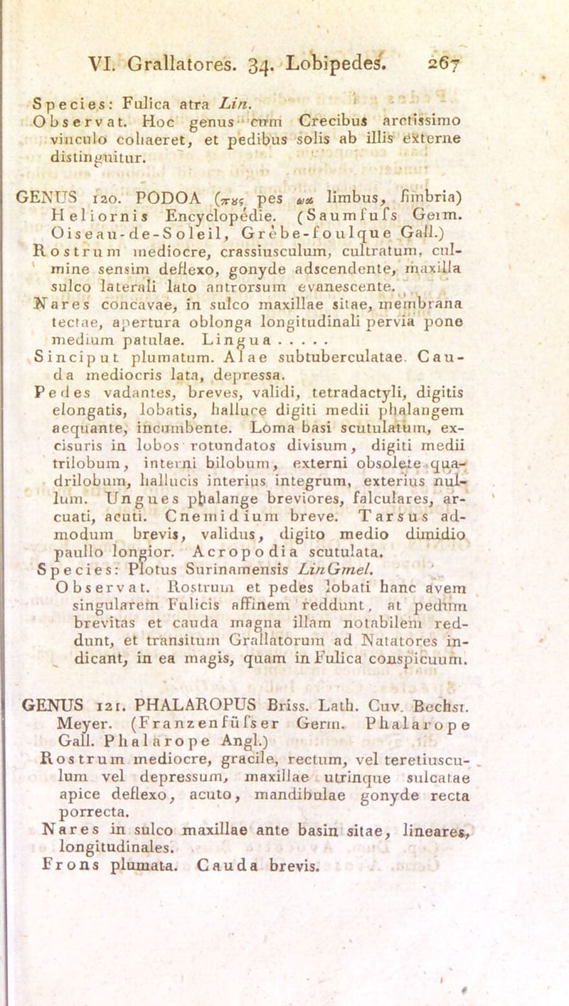 Species: Fulica atra Lin. Observat. Hoc genus mm Crecibus aretissimo vincnlo coliaeret, et pedibus solis ab illis externe distinguitur. GENUS iao. PODOA Gr»? pes u*. limbus, fffnbria) Heliornis Encyclopedie. (Saumfufs Geim. Oiseau-de-Soleil, Grt'be-foulque Gail.) Rostrum mediocre, crassiusculum, cultratum, cul- mine sensim deflexo, gonyde adscendente, maxilla sulco laterali lato antrorsum evanescente. Nares concavae, in sulco maxillae sitae, membrana tectae, apertura oblonga longitudinali pervia pone medium patulae. Lingua Sinciput plumatum. Alae subtuberculatae. Cau- d a mediocris lata, depressa. Pedes vadantes, breves, validi, tetradactyli, digitis elongatis, lobatis, liallure digiti medii phalangem aequante, incumbente. Loma basi scutulatuin, ex- cisuris in lobos rotundatos divisum, digiti medii trilobum, interni bilobum, externi obsolete qua- drilobum, ballucis interius integrum, exterius nul- lum. Ungues pbalange breviores, falculares, ar- cuati, acuti. Cnemidium breve. Tarsus ad- raodum brevis, validus, digito medio dimidio paullo longior. Acropodia scutulata. Species: Plotus Snrinamensis LinGmel. Observat. Rostrum et pedes lobati hanc avem singulärem Fulicis affinem reddunt, at pedum brevitas et cauda magna illam notabilem red- dunt, et transitum Grallatorura ad Natatores in- dicant, in ea magis, quam in Fulica conspicuum. GENUS 121. PHALAROPUS Briss. Lath. Cuv. Becbsr. Meyer. (Fr a nz en fii Fs er Germ. Phalarope Gail. Phalarope Angl.) Rostrum mediocre, gracile, rectum, vel teretiuscu- lum vel depressum, maxillae ulrinque sulcatae apice deflexo, acuto, mandibulae gonyde recta porrecta. Nares in sulco maxillae ante basin sitae, lineares., longitudinales. Frons plumata. Cauda brevis.