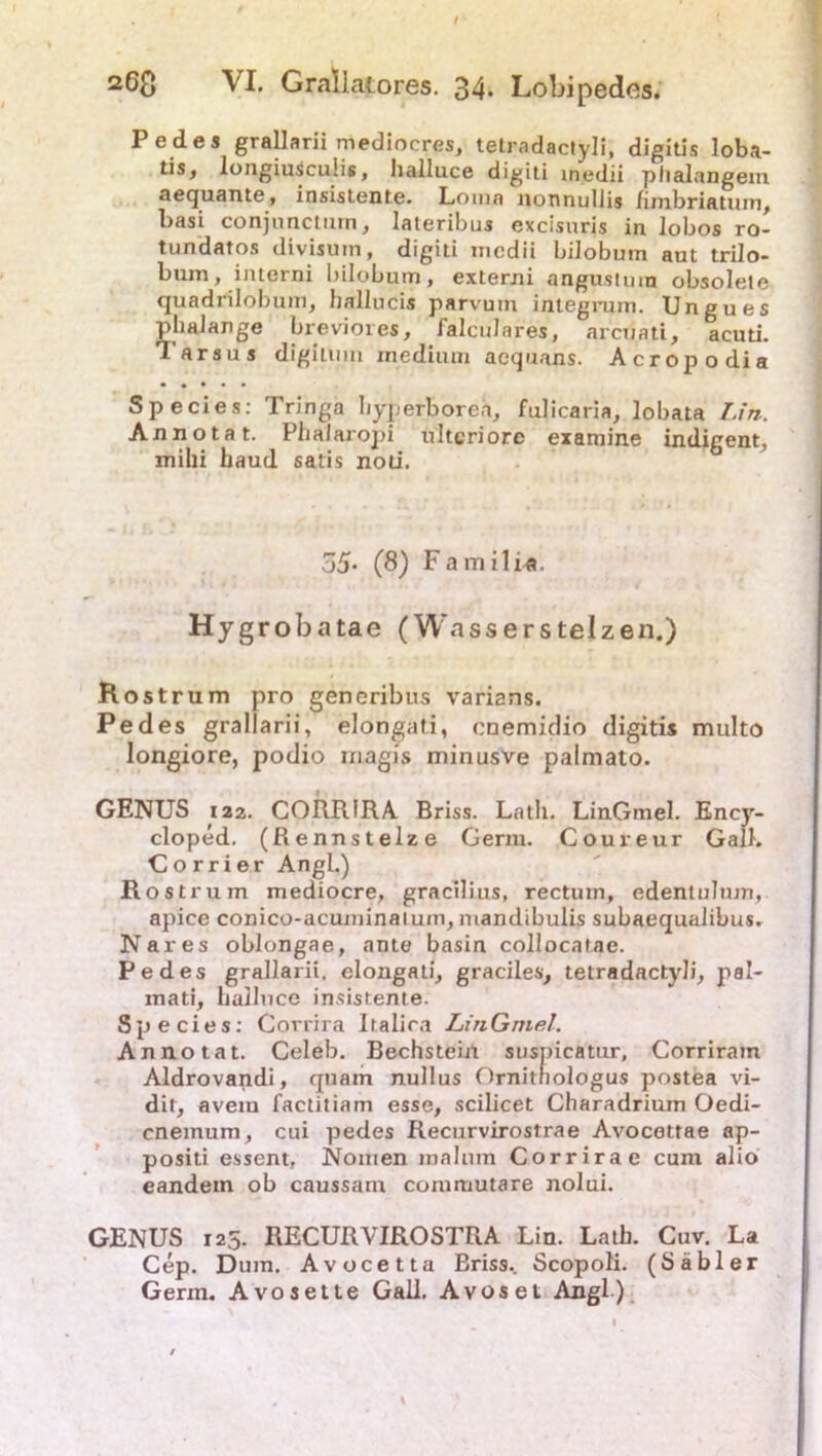 / 2Cß \I. Grallatores. 34* Lobipedes. Pedes grallarii mediocres, tetradactyli, digitis loba- tis, longiuscuüs, halluce digiti inedii phalangem aequante, insistente. Lomn nonnullis fimbriatum, basi conjnncturn, lateribus excisuris in lobos ro- tundatos divisum, digiti inedii bilobum aut trilo- bum, imerni bilobum, externi angustum obsolete quadrilobum, hallucis parvuin integrum. Ungues phalange breviores, falculares, arcuati, acuti. 1'arsus digilinn inedium aequans. Acropodia • ♦ • • • Species: Tringa liyperborea, fulicaria, lobata Lin. Annota t. Pliaiaropi ultcriore examine indigent, mihi baud satis noti. 55* (8) Famili^t. Hygrobatae (Wasserstelzen.) Rostrum pro generibus varians. Pedes grallarii, elongati, cnemidio digitis multo longiore, podio magis minusve palmato. GENUS 122. CORRIRA Briss. Lath. LinGmel. Ency- cloped. (Rennstelze Germ. Coureur Gail. C o r r i er Angl.) Rost rum mediocre, gracilius, rectum, edentulnm, apice conico-acuminaium, mandibulis subaequalibus. Nares oblongae, ante basin collocatae. Pedes grallarii. elongati, graciles, tetradactyli, pal- mati, halluce insistente. Species: Corrira Italien LinGmel. Anno tat. Celeb. Bechsteiit suspicatur, Corriram Aldrovandi, quam nullus Ornitfiologus postea vi- dit, avem factitiam esse, scilicet Charadrium Oedi- cneinum, cui pedes Recurvirostrae Avocettae ap- positi essent, Nomen malum Corrira e cum alio eandem ob caussam comruutare nolui. GENUS 125. RECURVIROSTRA Lin. Lath. Cuv. La Cep. Dum. Avocetta Eriss.. Scopoli. (Sä bl er Germ. Avosette Gail. Avoset Angl)