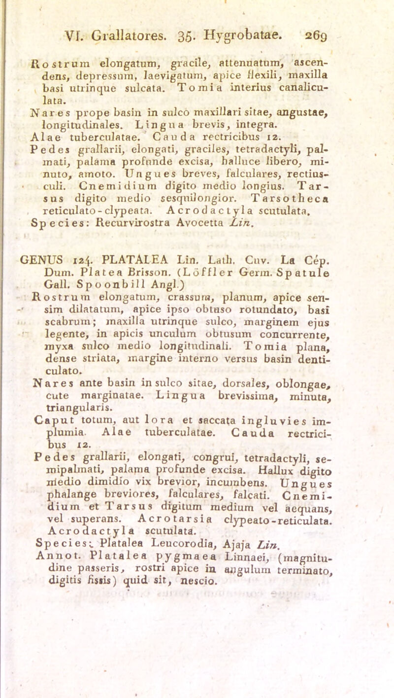 Rostrum elongatum, gracile, attenuatum, ascen- dens, depressnm, laevigatum, apice liexili, maxilla basi utrinque sulcata. Tomia interius canalicu- lata. Nares prope basin in sulco maxillari sitae, angustae, longitudinales. Lingua brevis, integra. Alae tuberculatae. Cauda rectricibus 12. Pedes grallarii, elongati, gradles, tetradactyli, pal- mati, paläma profunde excisa, halluce libero, mi- nuto, ajnoto. Ungues breves, falculares, rectius- culi. Cnemidium digito medio longius. Tar- sus digito medio sesqnilongior. Tarsotheca reticulato-clypeata. Acrodactyla scutulata. Species: Recurvirostra Avocetta Lin, GENUS 124. PLATALEA Lin. Laib. Cuv. La Cep. Dum. Platea Brisson. (Löffler Germ. Spatule Gail. Spoonbill Angl.) Rostrum elongatum, crassuua, planum, apice sen- sim dilatatum, apice ipso obtaso rotundato, basi scabrum; maxilla utrinque sulco, marginem ejus legente, in apicis unculum obtusum concurrente, myxa sulco medio longitudinaii. Tomia plana, dense striata, margine interno versus basin denti- culato. Nares ante basin in sulco sitae, dorsales, oblongae, cute marginatae. Lingua brevissima, minuta, triangularis. Caput totum, aut lora et saccata ingluvies im- plumia. Alae tuberculatae. Cauda rectrici- bus 12. Pedes grallarii, elongati, congrui, tetradactyli, se- mipahnati, palapia profunde excisa. Hallux digito iriedio dimidio vix brevior, incurabens. Ungues phalange breviores, falculares, falcati. Cnemi- dium et Tarsus digitum medium vel aequans, vel superans. Acrotarsia clypeato-reticulata. Acrodactyla scutulata. Species^ Platalea Leucorodia, Ajaja Lin. Annot. Platalea pygmaea Linnaei, (magnitu- dine passeris, rostri apice in angulum terminato, digitis fisiis) quid sit, nescio.
