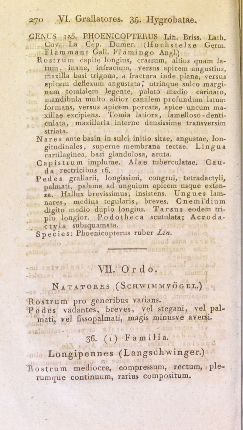 GENUS 1 a5. PHOENICOPTEIIUS Lift. Briss. Lath. Cuv. La Cep. Diuner. (Hochstelze Germ. Flammant Gail. Flamingo Angl.) Rostrum capite longius, crassum, altius quam Ja- tum, inane, inlractum, versus apicem angustius, maxilla basi trigona, a fractura inde plana, versus apicem dellexum angustata^ utrinque sulco margi- nem toinialem legente, palato medio carinato, mandibula multo altior canalem profundum laturn Formans, versus apicem porcata, apice uncum ma- xillae excipiens. Tomia latiora, lamelloso-denti- culata, maxillaria interne densissime transversim striata. Nares ante basin in sulci initio sitae, angustae, lon- gitudinales, superne membrana tectae. Lingua cartilaginea, basi glandulosa, acuta. Capistrum implume. Alae tuberculatae. Cau- da rectricibus 16. Pedes grallarii, longissimi, congrui, tetradactyli, palniati. palnma ad unguium apicem usque exten- sa. Hallux brevissimus, insistens. Ungues lam- nares, medius tegularis, breves. Cnemidium digito medio duplo longius. Tarsus eodem tri- plo longior. Podolheca scutidata; Acroda- ctyla subsquainata. Species: Phoenicopterus ruber Lin. VII. Ordo. Natatores (Schwimmvögel.) Rostrum pro generibus varians. Pedes vadantes, breves, vel stegani, vel pal- mati, vel fissopalmati, magis minusve aversi. 36. (1) Familla. Longipennes (Langschwinger.) Rost rum mediocre, compressum, rectum, ple- rumque continuum, rarius compositum.
