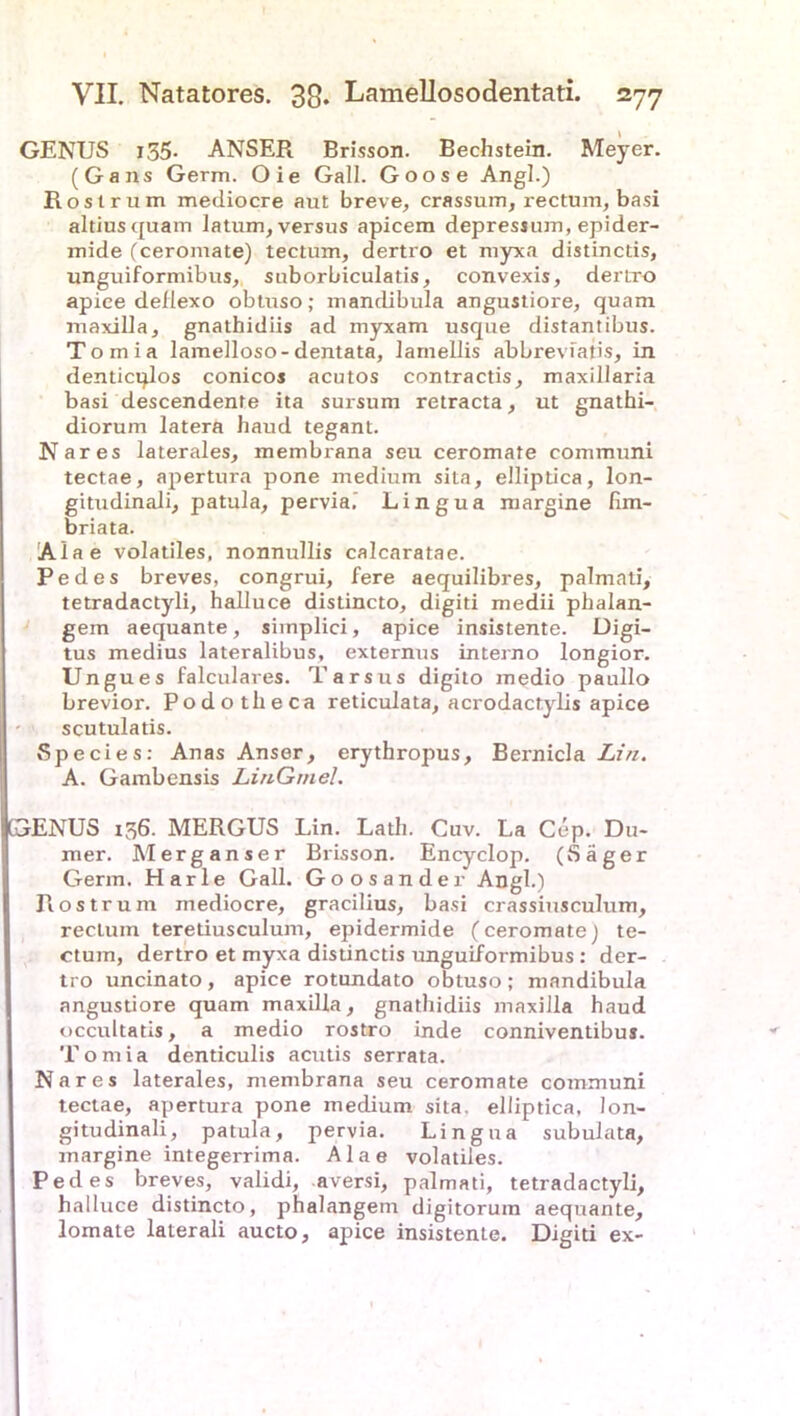 GENUS 135- ANSER Brisson. Bechstein. Meyer. (Gans Germ. Oie Gail. Goose Angl.) Rost rum mediocre aut breve, crassum, rectum, basi altiusquam latum, versus apicem depressum, epider- mide (ceromate) tectum, dertro et myxa distinctis, unguiformibus, suborbiculatis, convexis, dertro apiee deilexo obtuso; mandibula angustiore, quam maxilla, gnathidiis ad myxam usque distantibus. Tomia lamelloso-dentata, lamellis abbreviatis, in denticulos conicos acutos contractis, maxillaria basi descendente ita sursum retracta, ut gnathi- diorum latera haud tegant. Nares laterales, membrana seu ceromate comrauni tectae, apertura pone medium sita, elliptica, lon- gitudinali, patula, pervia. Lingua margine fim- briata. Alae volatiles, nonnullis calcaratae. Pedes breves, congrui, fere aequilibres, palmati, tetradactyli, halluce distincto, digiti medii phalan- gem aequante, simplici, apice insistente. Digi- tus medius lateralibus, externus interno longior. Ungues falculares. Tarsus digito medio paullo brevior. Podotheca reticulata, acrodactylis apice scutulatis. Species: Anas Anser, erythropus, Bernicla Lin. A. Gambcnsis LinGmel. GENUS 136. MERGUS Lin. Lath. Cuv. La Cep. Du- mer. Merganser Brisson. Encyclop. (Säger Germ. Harle Gail. Goosander Angl.) Rostrum mediocre, gracilius, basi crassiusculum, rectum teretiusculum, epidermide (ceromate) te- ctum, dertro et myxa distinctis unguiformibus : der- tro uncinato , apice rotundato obtuso ; mandibula angustiore quam maxilla, gnathidiis maxilla haud occultatis, a medio rostro inde conniventibus. Tomia denticulis acutis serrata. Nares laterales, membrana seu ceromate communi tectae, apertura pone medium sita, elliptica, lon- gitudinali, patula, pervia. Lingua subulata, margine integerrima. Alae volatiles. Pedes breves, validi, aversi, palmati, tetradactyli, halluce distincto, phalangem digitorum aequante, lomate lalerali aucto, apice insistente. Digiti ex-