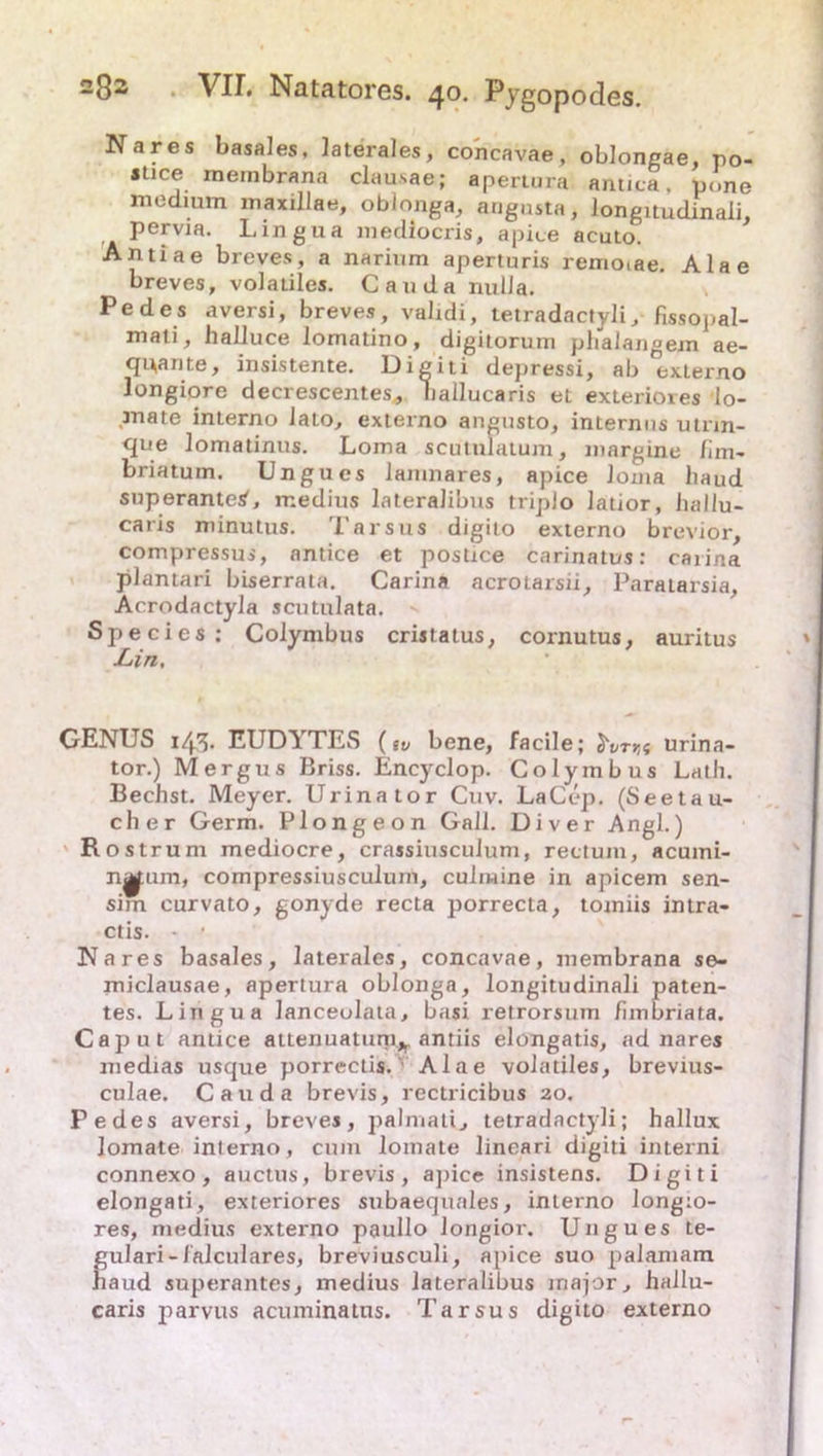 Kares basales, laterales, cohcavae, oblongae, po- siice meinbrana clau.sae; apertura antica, pone 111 odium luaxillae, oblonga, angusta, longitudinali, pervia. Lingua mediocris, apice acuto. Antiae breves, a narium aperturis remoiae. Alae breves, volatiles. Cauda nulJa. Pedes aversi, breves, validi, tetradactyli, fissopal- mali, halluce lomatino, digitorum phalangexn ae- qpante, insistente. Digiti depressi, ab 'externo longiore decrescentes* ballucaris et exteriores lo- mate interno lato, externo angusto, internus utrm- qne lomatinus. Loma scntulatum, margine lim- briatum. Ungues laninares, apice loma haud snperantetf, medius lateralibus triplo latior, lialiu- caris minutus. Tarsus digito externo brevior, compressus, antice et postice carinatus: caiina plantari biserrata. Carina acrotarsii, Paratarsia, Acrodactyla scutulata. Species: Colymbus crijtatus, cornutus, auritus jLiri, GENUS i/fi. EUDYTES (tu bene, facile; $vrr,( urina- tor.) Mergus Briss. Encyclop. Colymbus Laib. Beeilst. Meyer. Urinator Cuv. LaCep. (Seetau- ch er Germ. Plongeon Gail. Diver Angl.) Rostrum mediocre, crassiusculum, rectum, acuini- nj^um, compressiusculurn, culiwine in apicem sen- sim curvato, gonyde recta porrecta, tomiis intra- ctis. - ‘ Kares basales, laterales, concavae, membrana se- miclausae, apertura oblonga, longitudinali paten- tes. Lingua lanceolata, basi retrorsum fimbriata. Caput antice attenuaturp*, äntiis elongatis, ad nares medias usque porrectis. Alae volatiles, brevius- culae. Cauda brevis, rectricibus 20. Pedes aversi, breves, palmati, tetradactyli; hallux Iomate interno, cum lomate lineari digiti interni connexo, auctus, brevis, apice insistens. Digiti elongati, exteriores subaequales, interno longio- res, medius externo paullo longior. Ungues te- gulari-lalculares, breviusculi, apice suo palamam haud superantes, medius lateralibus major, hallu- caris parvus acuminatus. Tarsus digito externo
